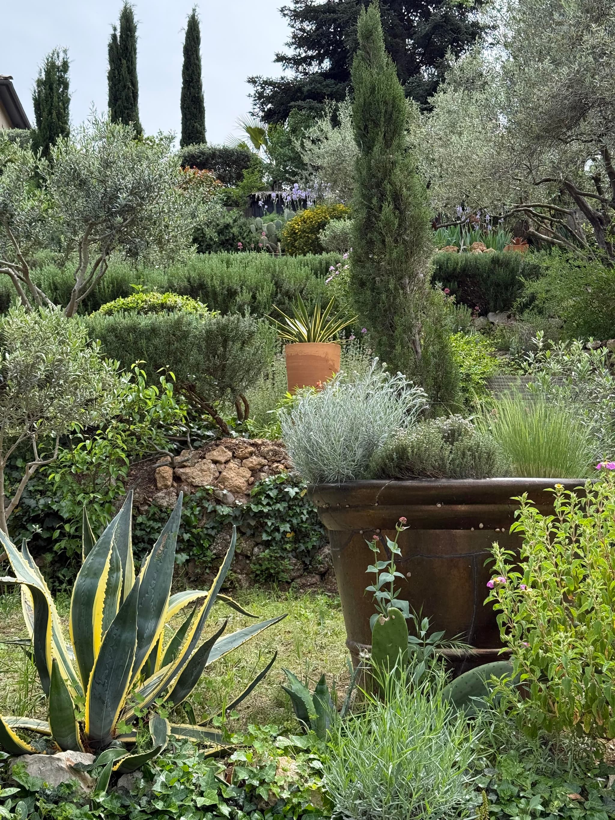 Le jardin meditérranéen