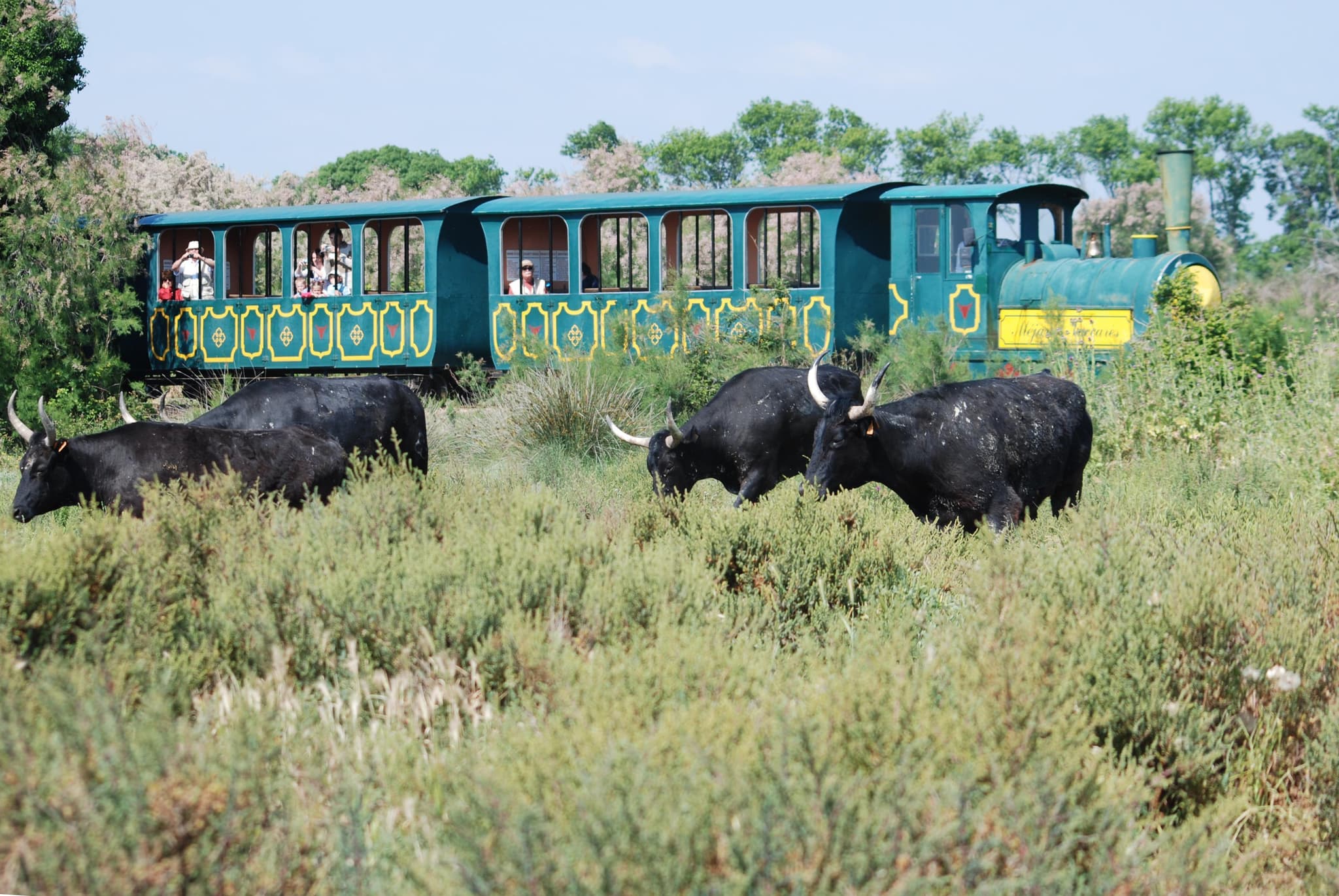 Balade en Petit Train de Méjanes