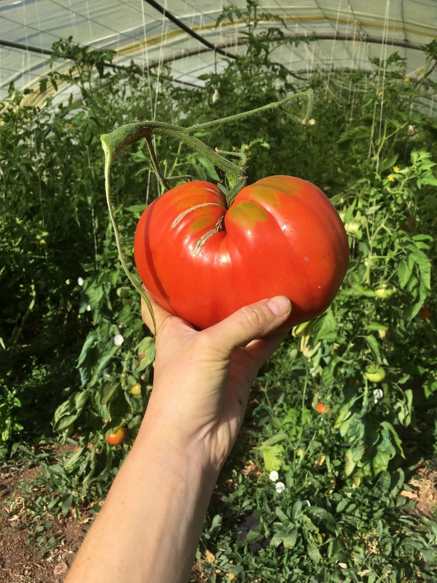 Le Jardin de Pichauris