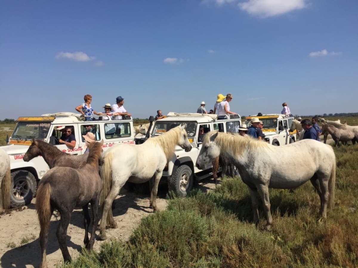 Camargue Alpille Safari