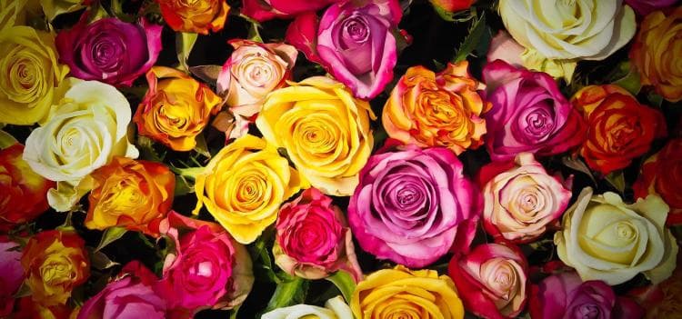 La caz'en fleurs