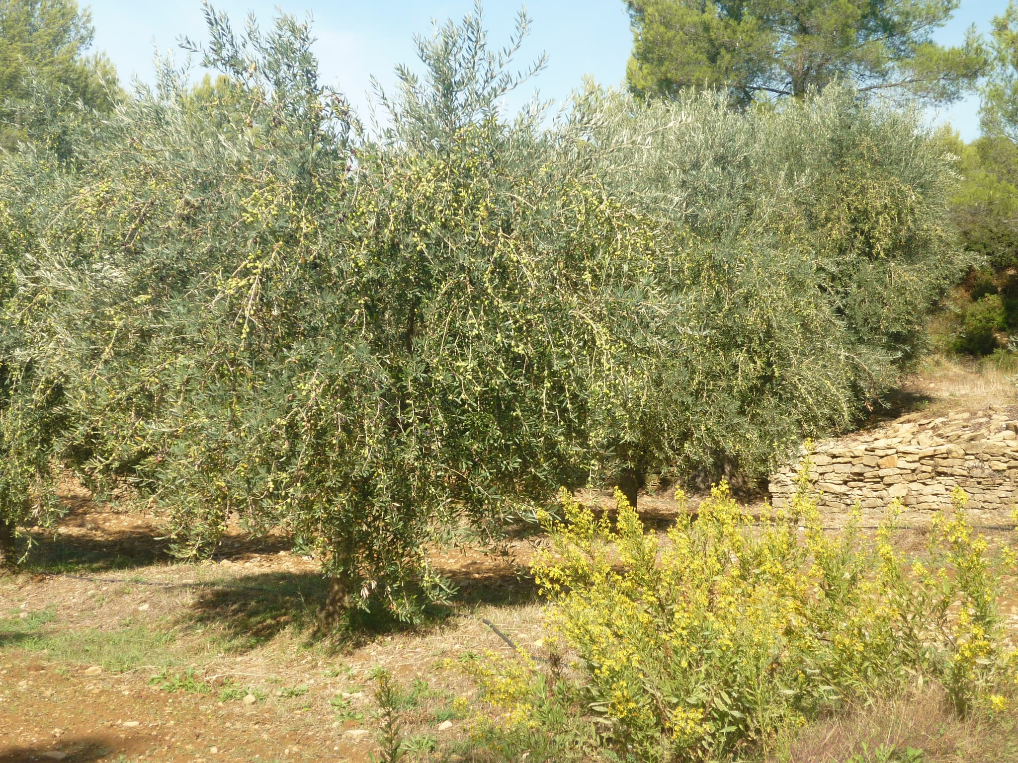 Domaine de L'OLIVADE