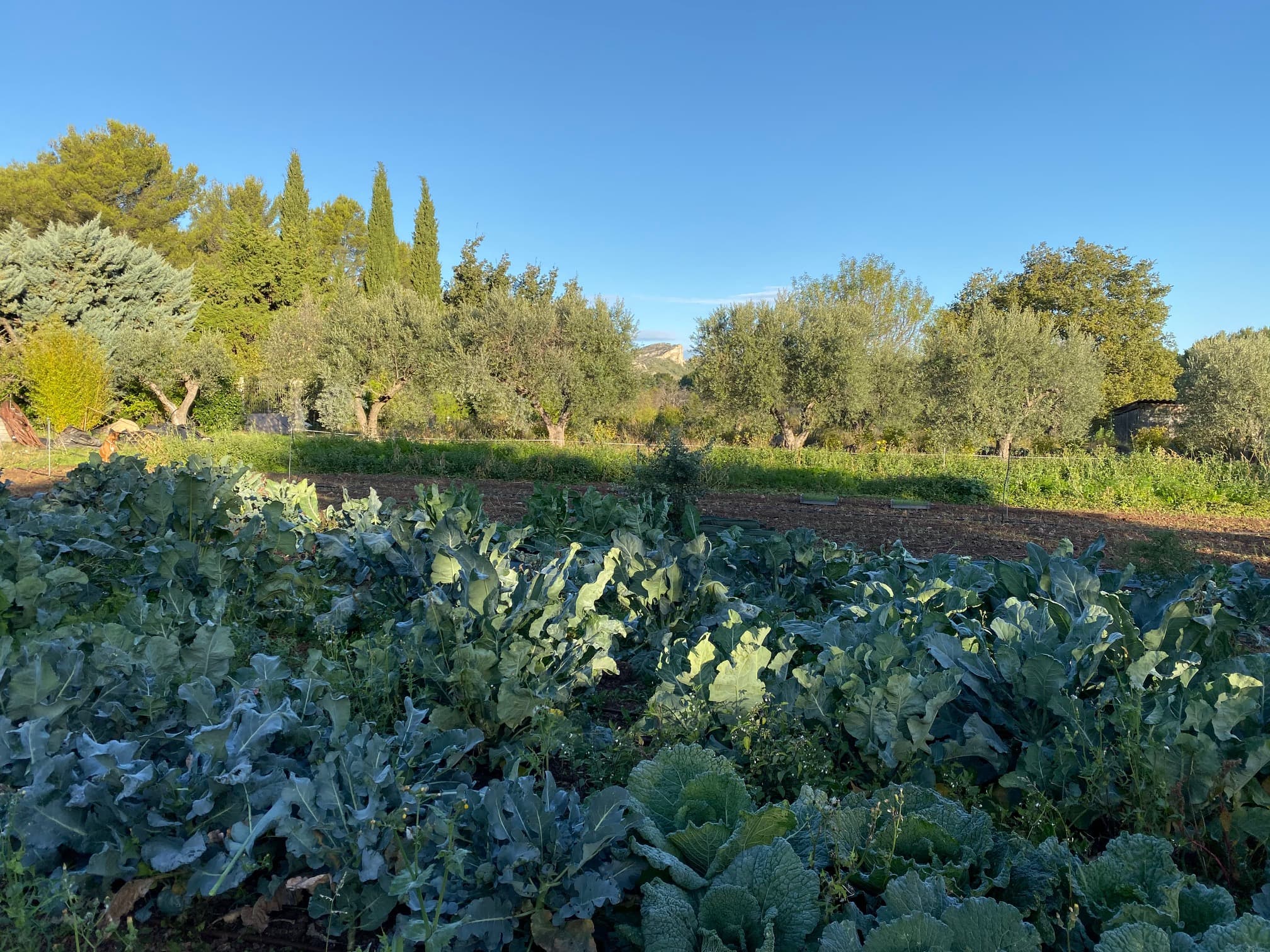 Le Jardin de Pichauris