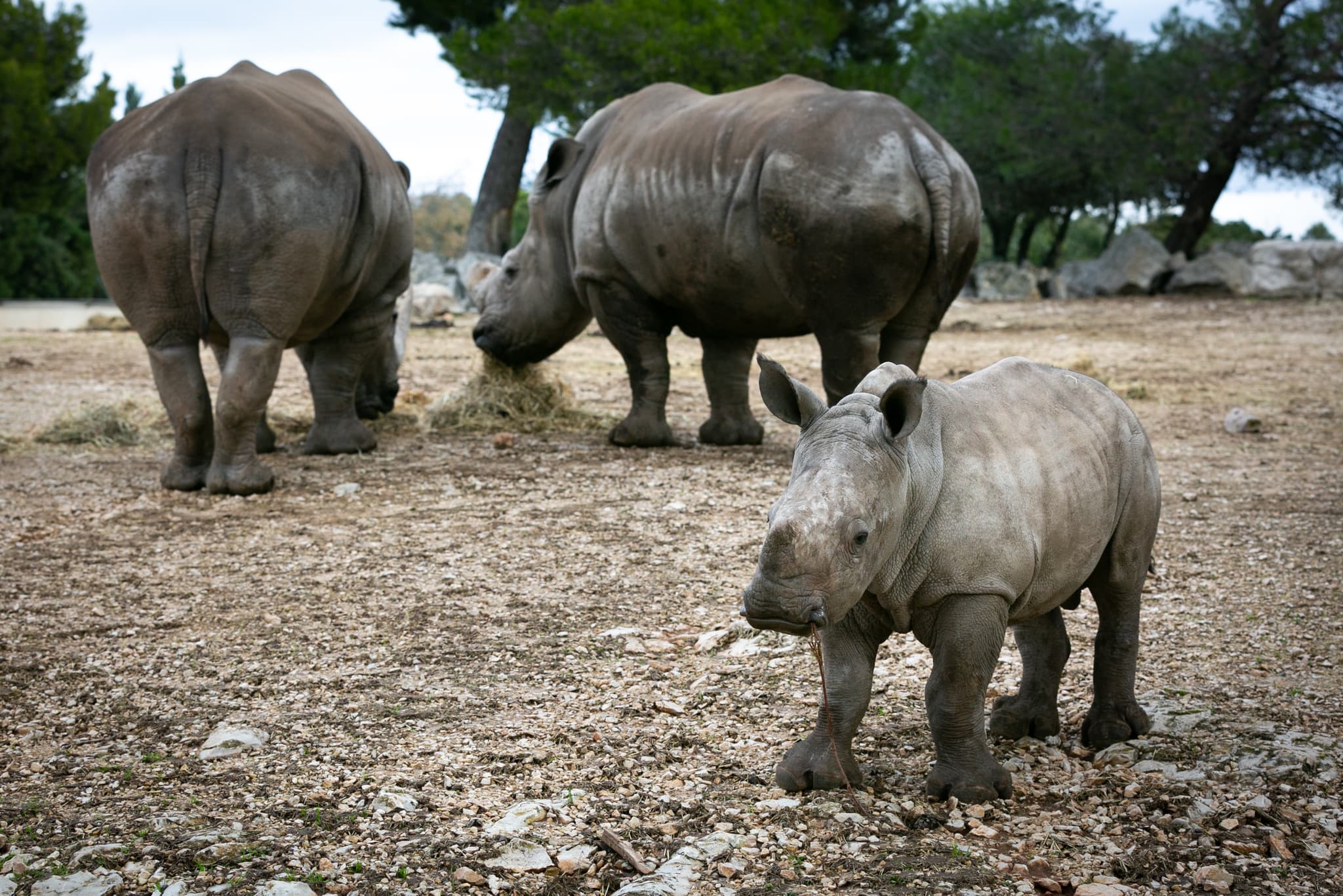 Parc Animalier La Barben