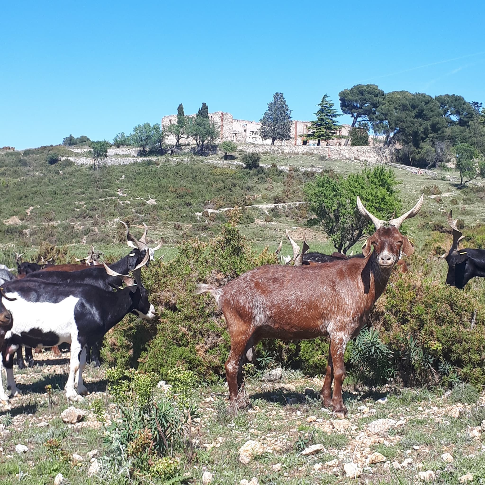 chevres rove cossimont