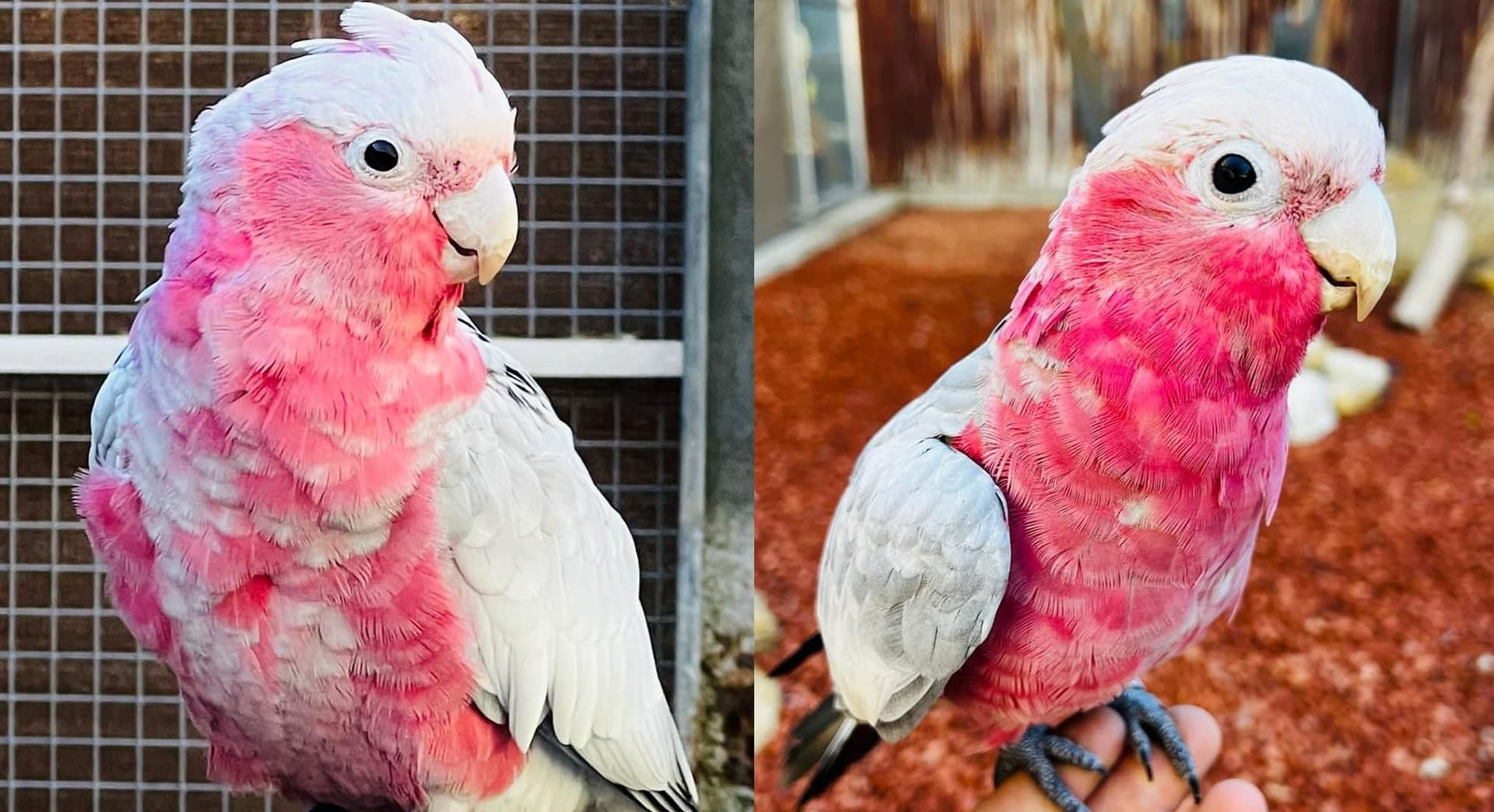Parc Animalier - L'Arche de Méo_Mollégès