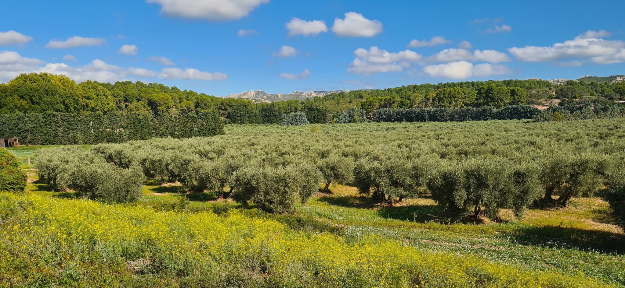 Domaine de l’Oben – Olives et Huiles Raymond Gonfond_Maussane-les-Alpilles
