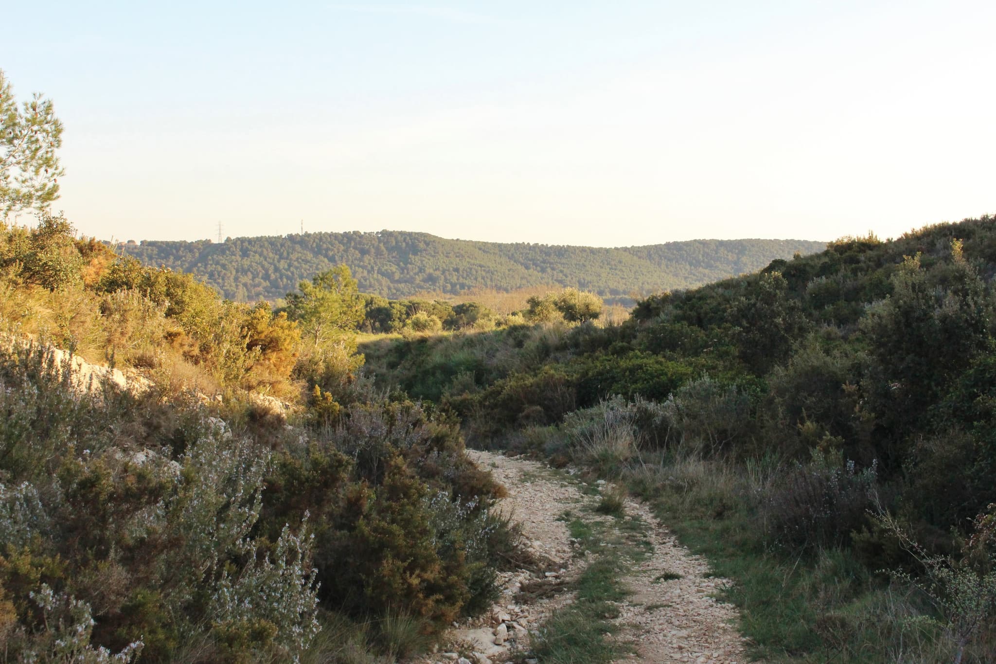 Colline de provence