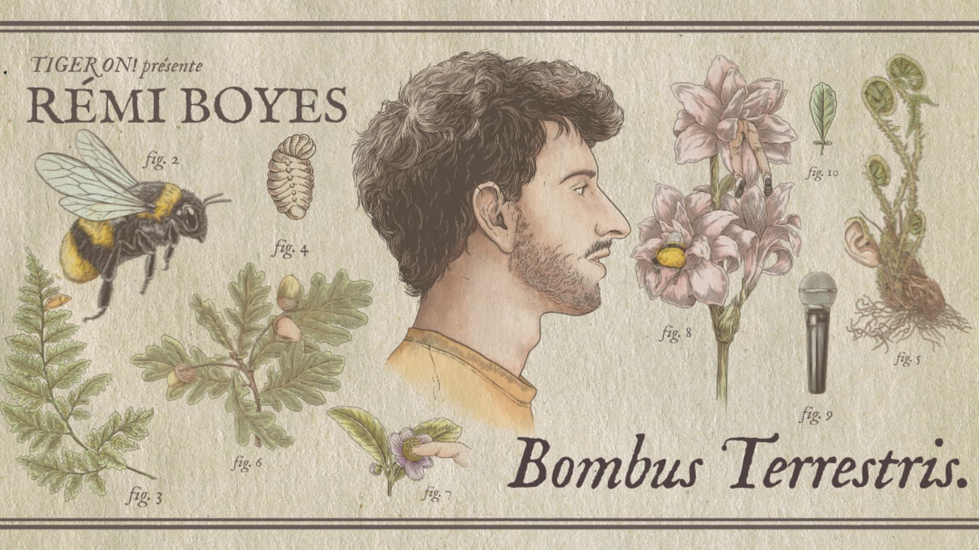 RÉMI BOYES – BOMBUS TERRESTRIS_Arles