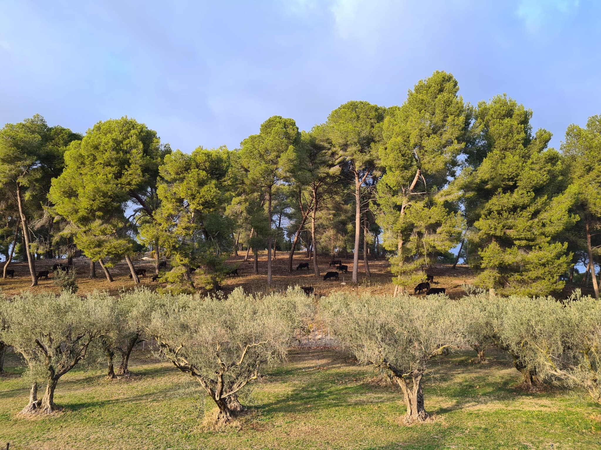 Domaine de l’Oben – Olives et Huiles Raymond Gonfond_Maussane-les-Alpilles