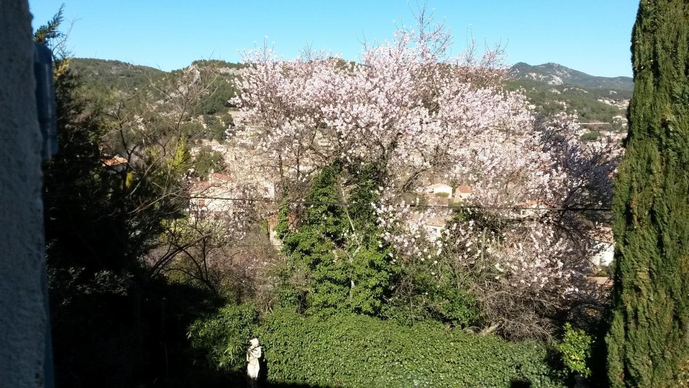 Les Cyprès