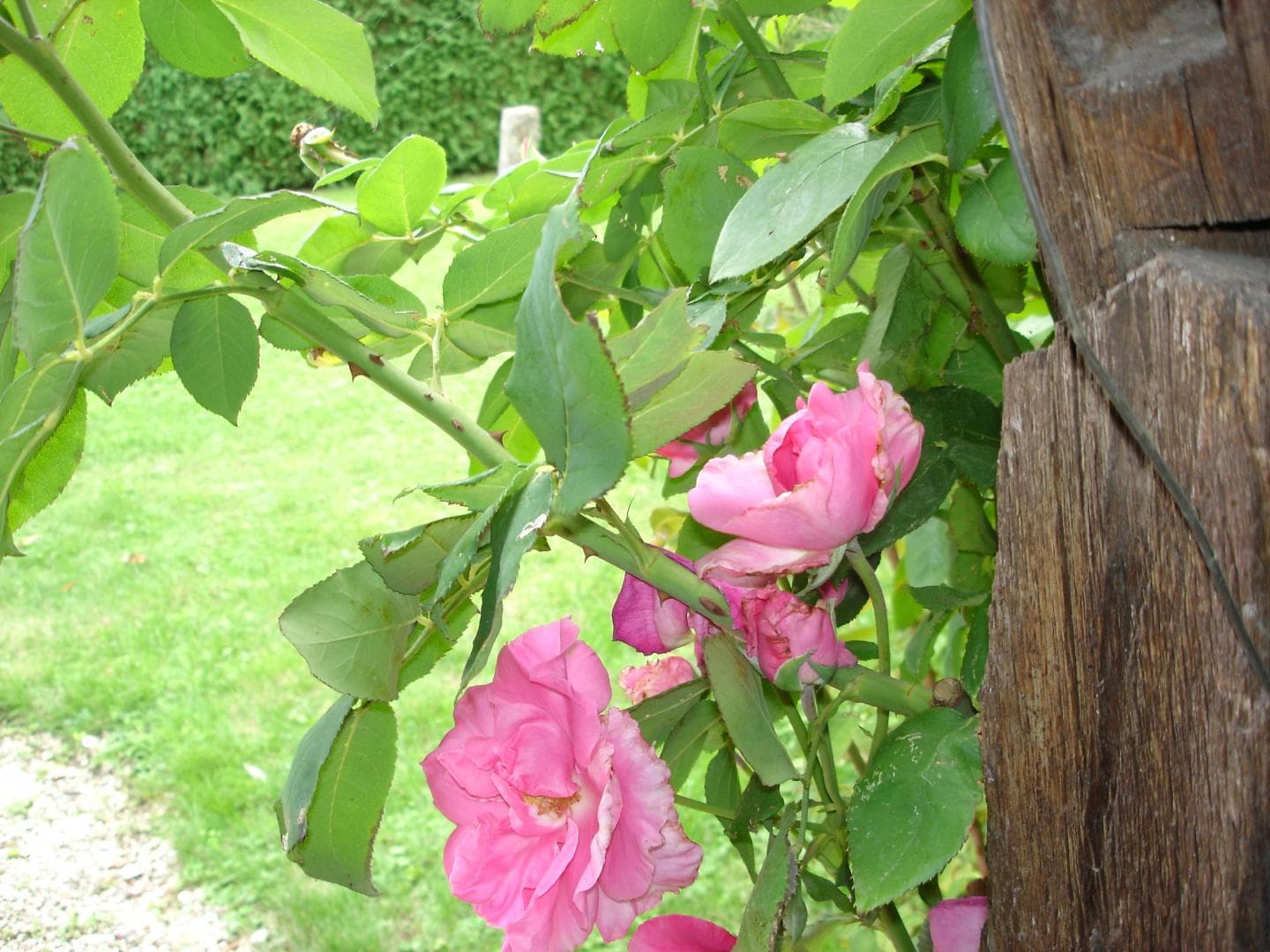 Au Clos de Marie