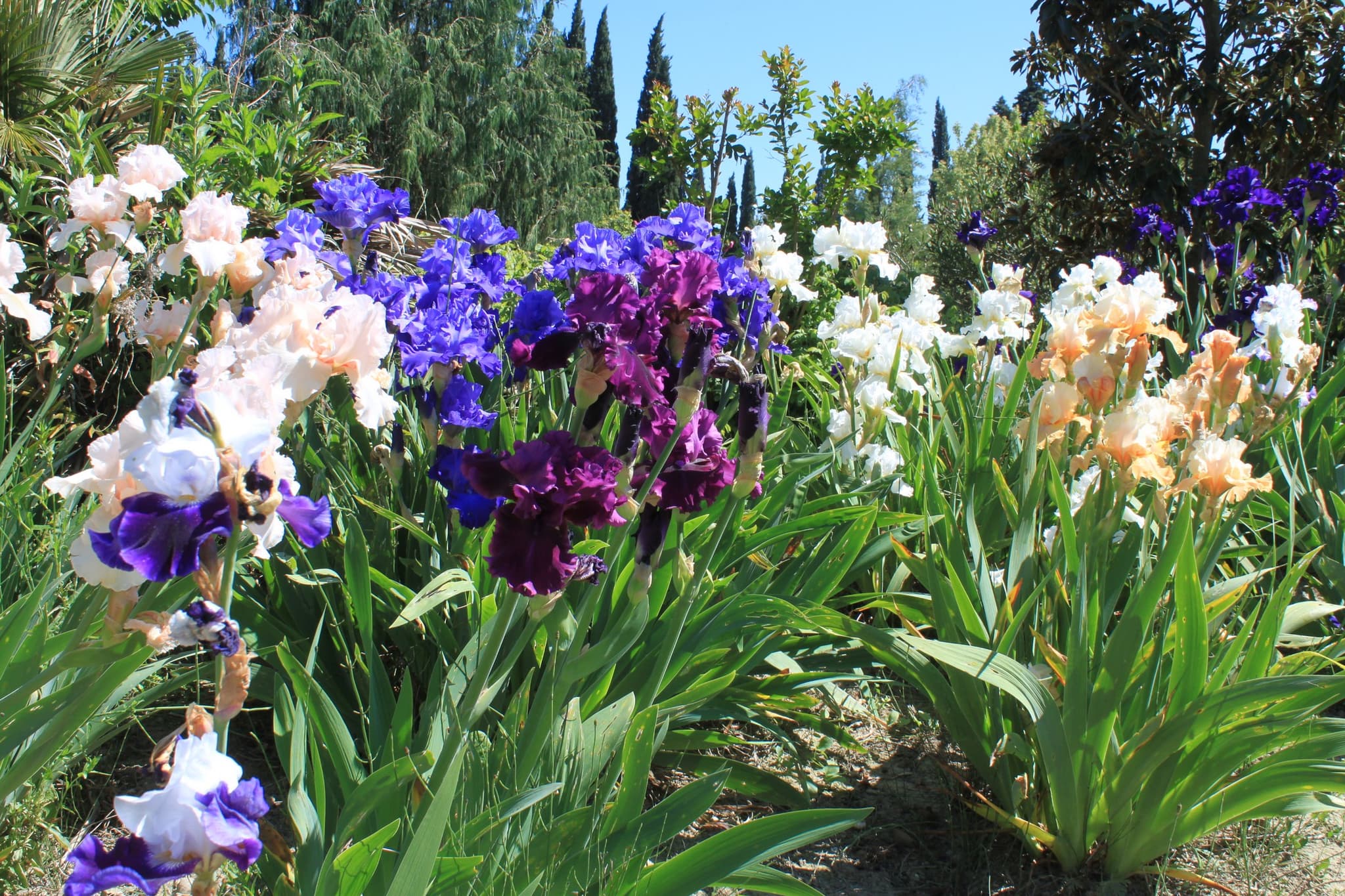 Bambous en Provence Eyragues fleurs