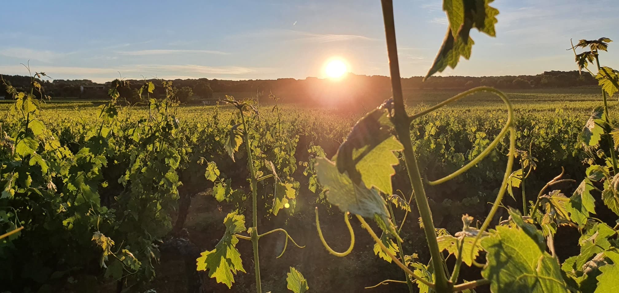 Domaine Bagrau