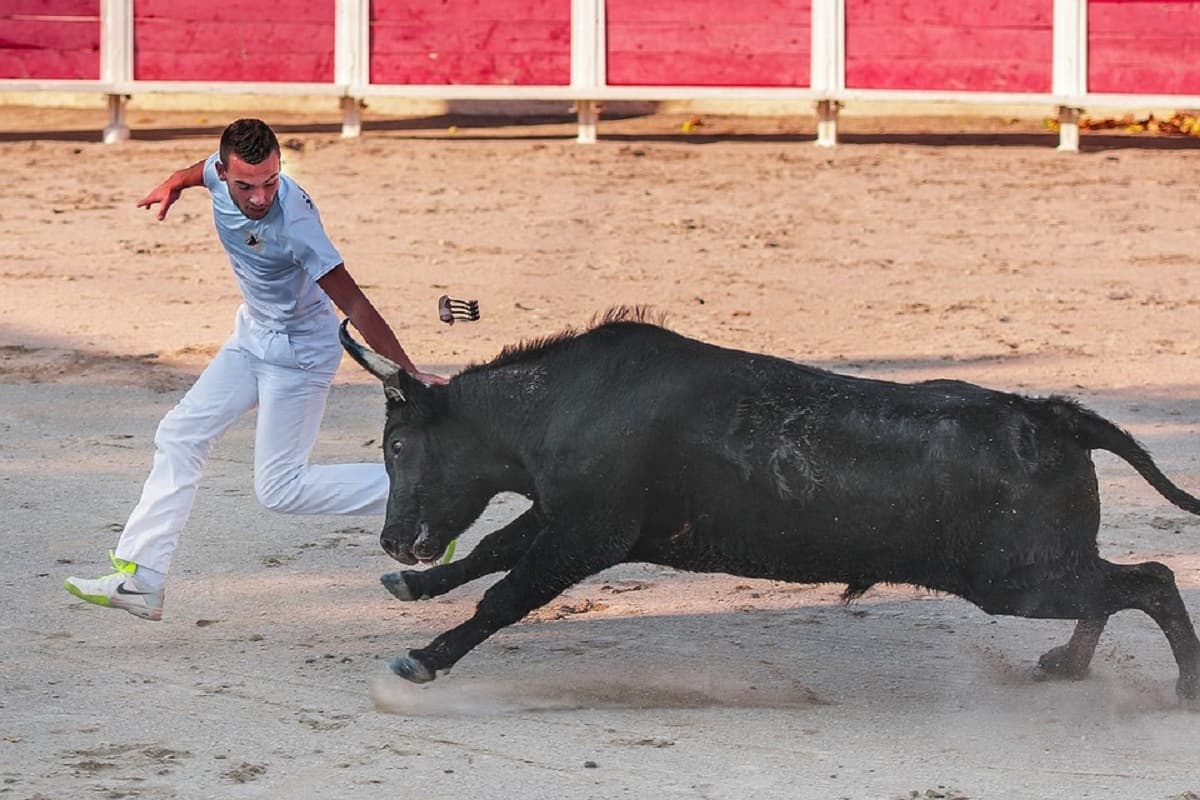 Course camarguaise de taureaux emboulés