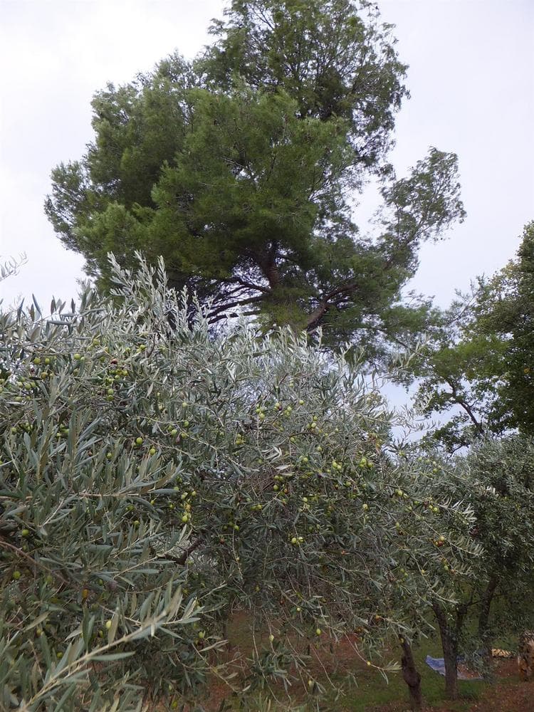 Le Clos Des Oliviers