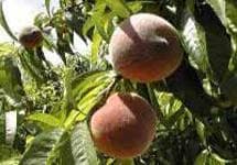 Nectar de Crau