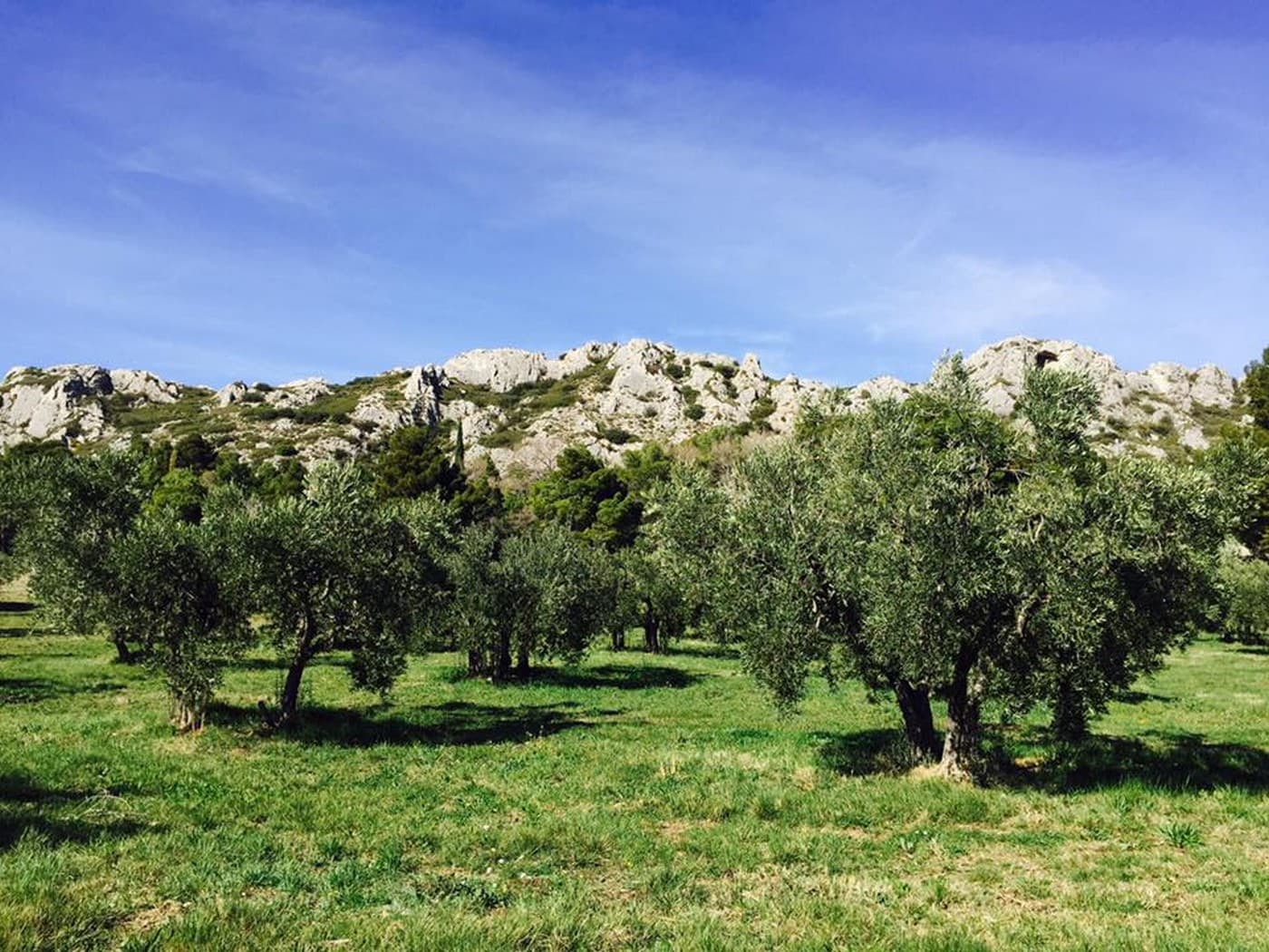 Oliviers et Alpilles