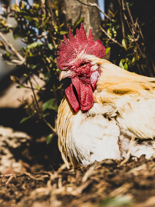 Découverte de la ferme pédagogique du Collet des Comtes_Marseille