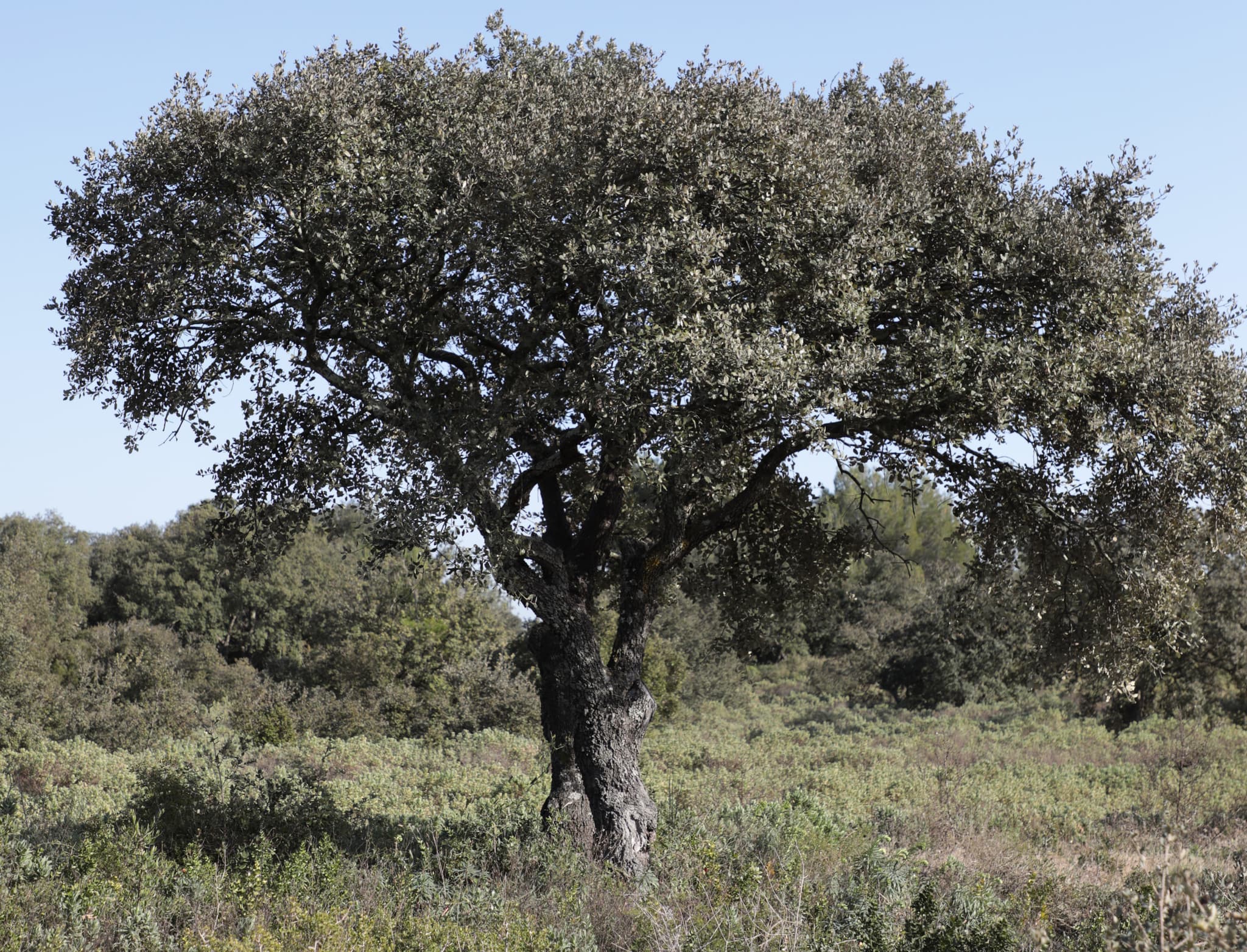 Sentier du mur des abeilles