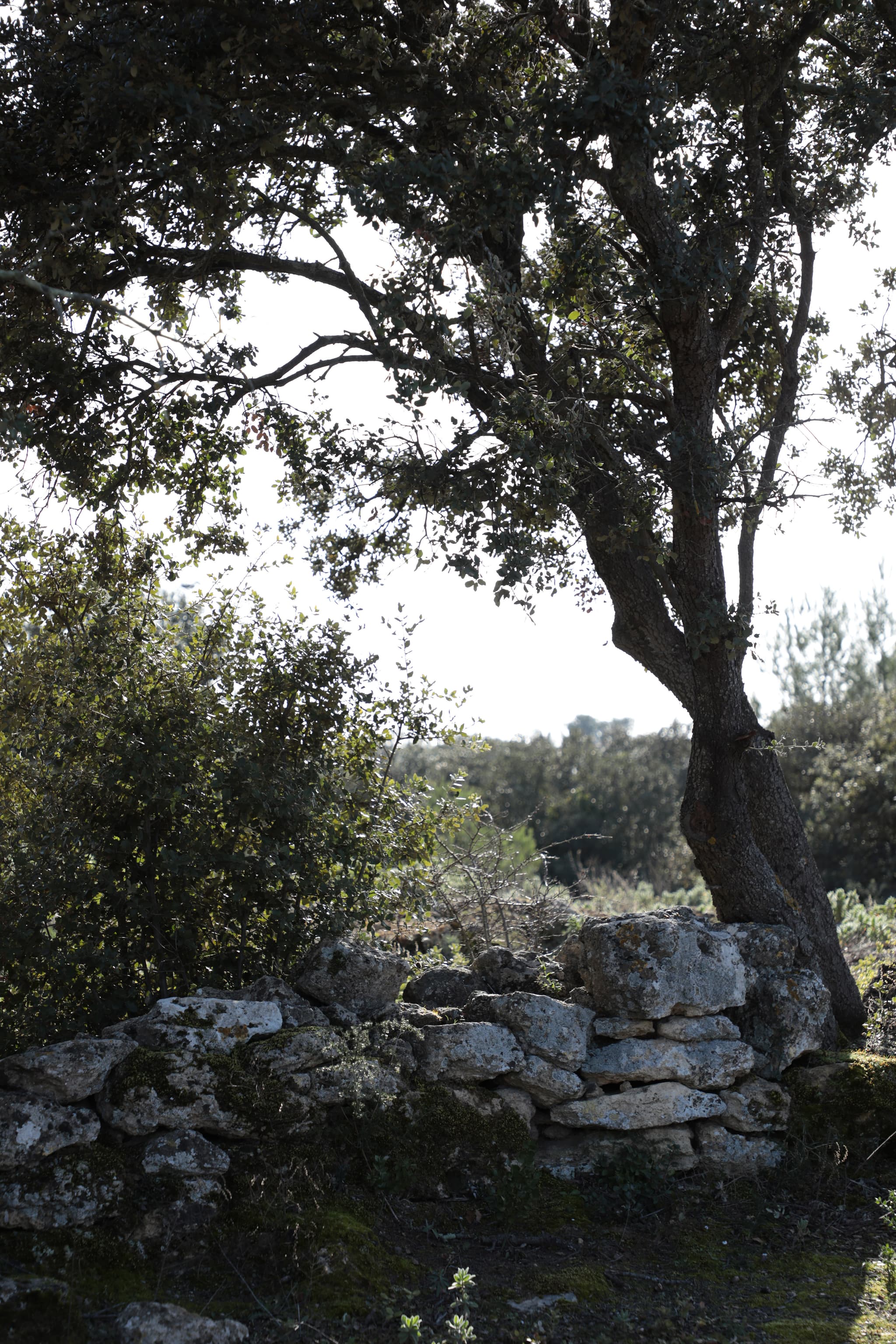 Sentier du mur des abeilles