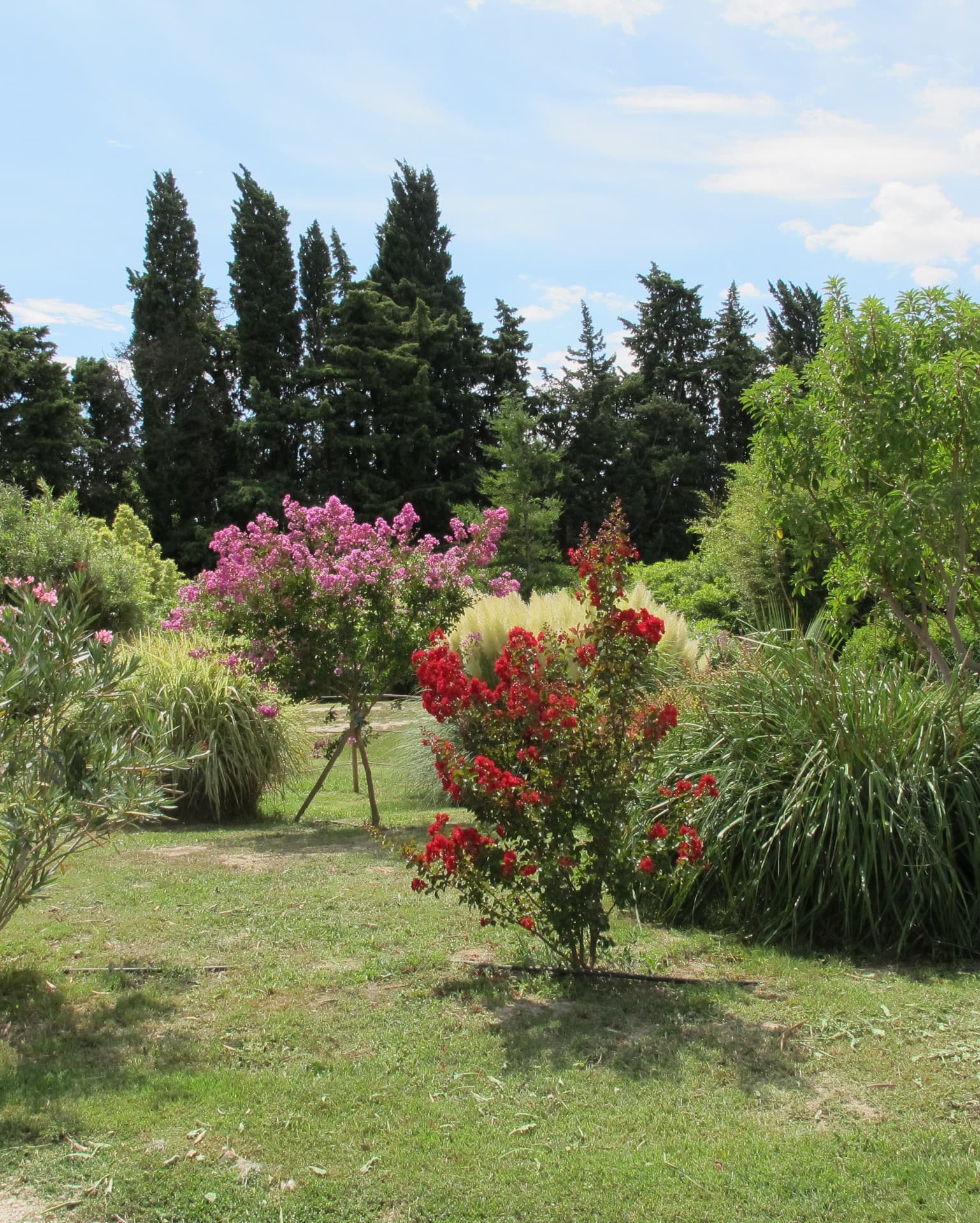 Bambous en Provence Eyragues jardin
