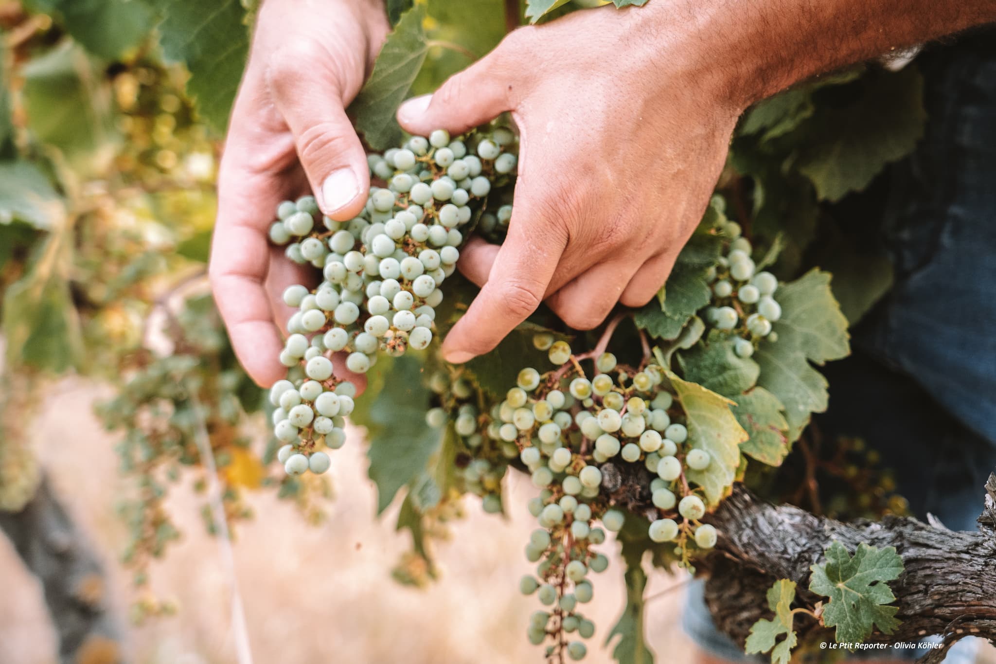 La Route des Vins en Terre de Provence