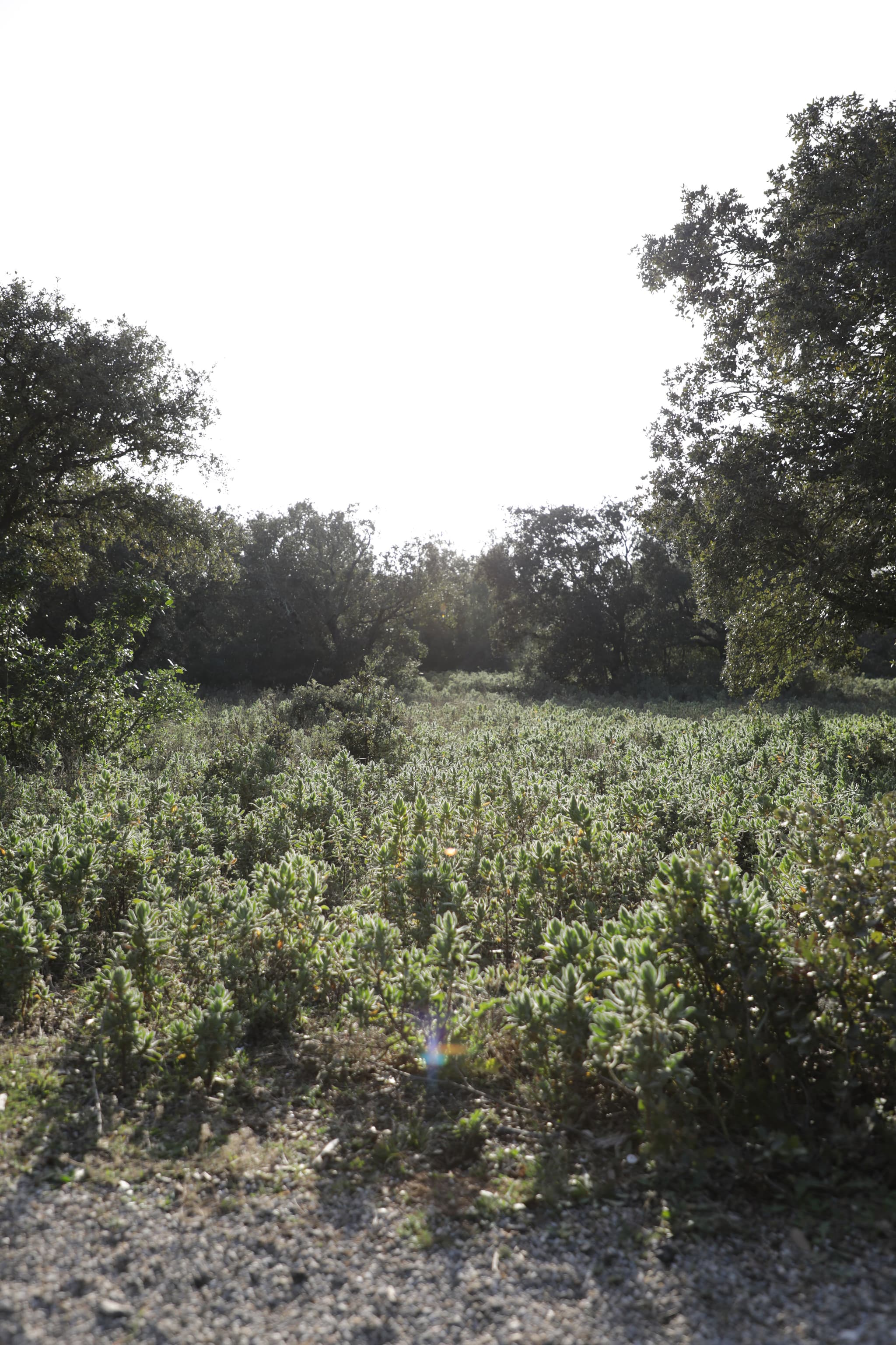 Sentier du mur des abeilles
