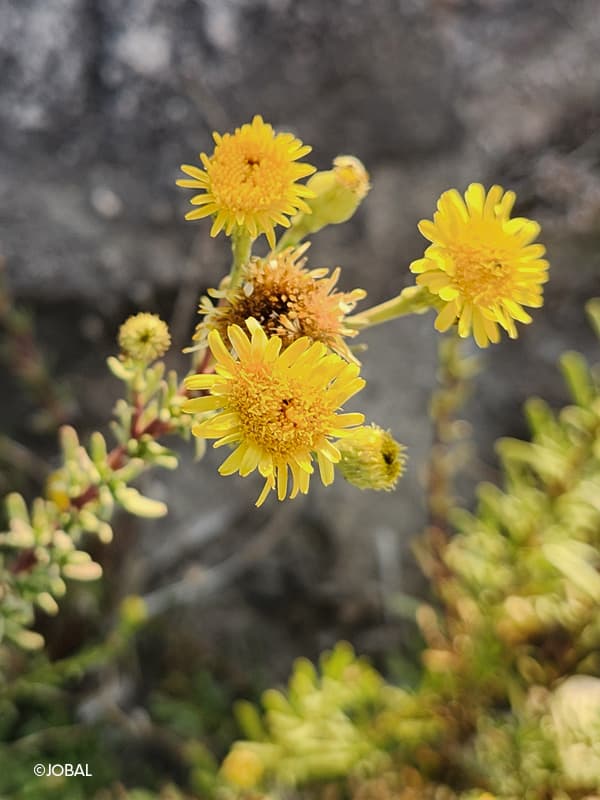 Sortie nature : flore des calanques de Cassis_Marseille