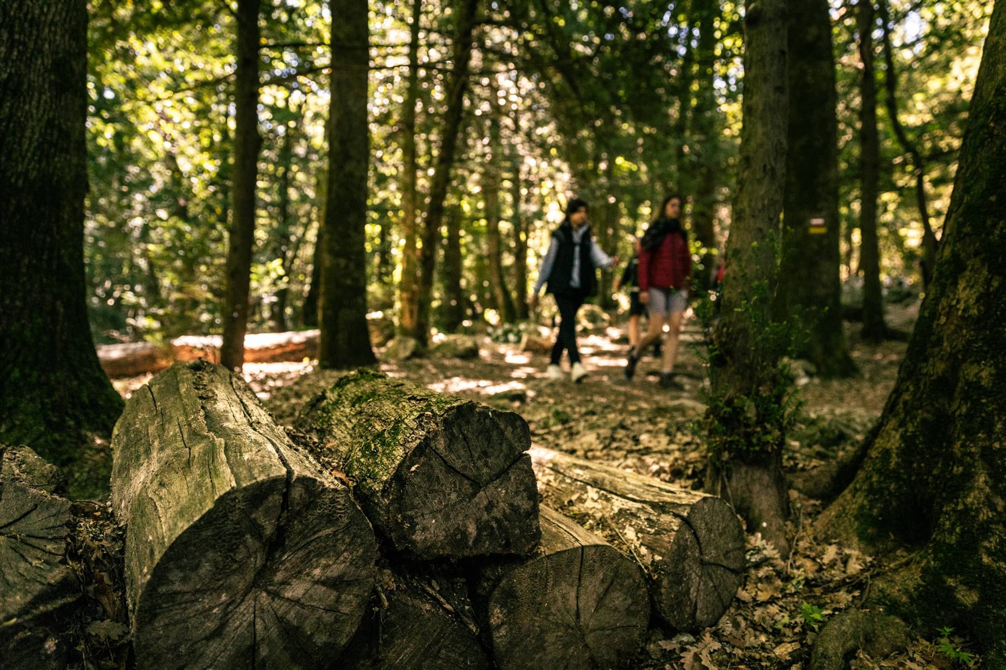 PLAN D'AUPS SAINTE-BAUME - Le sentier Merveilleux