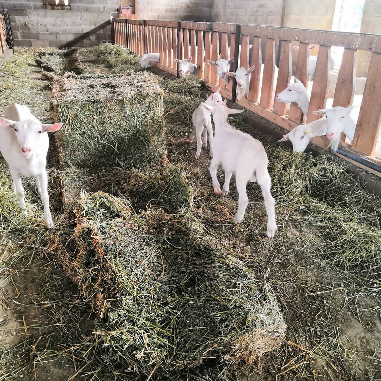 La_Fromagerie_des_Alpilles_parc