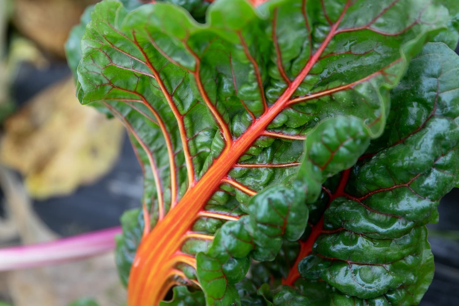 Les Jardins de Cidamos