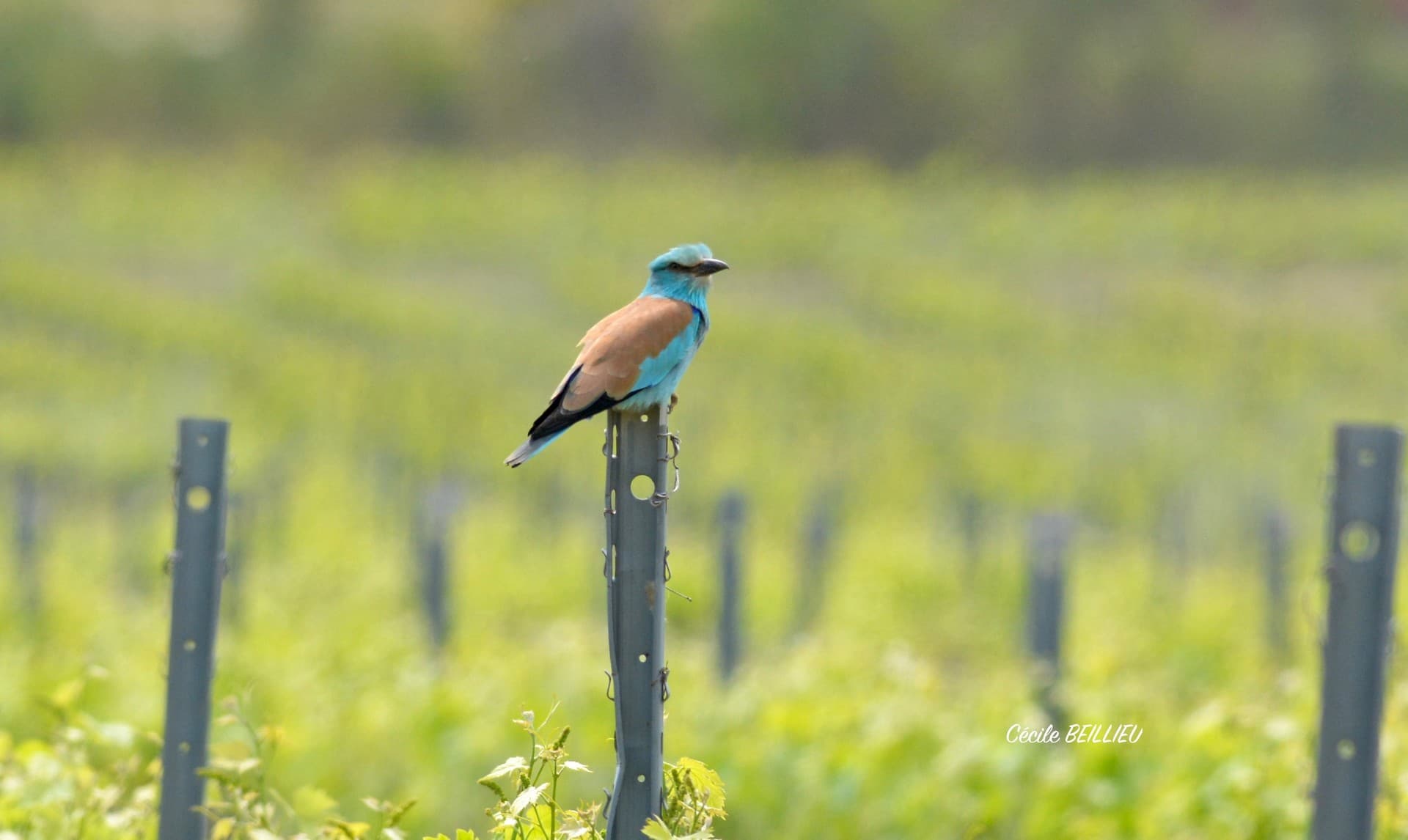 Sortie naturaliste avec la guide Cécile Beillieu