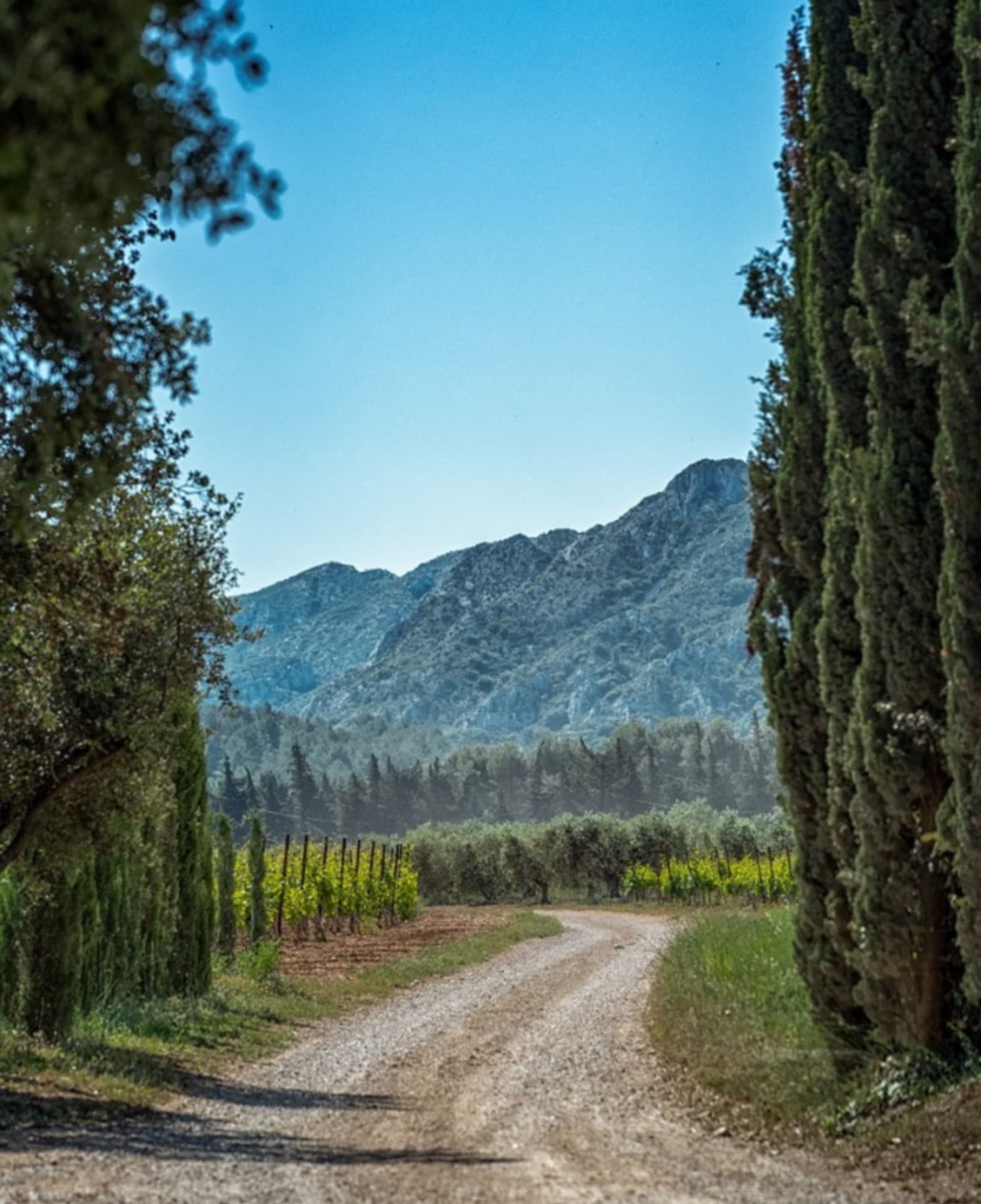 Domaine d'Eole à Eygalières Paysage