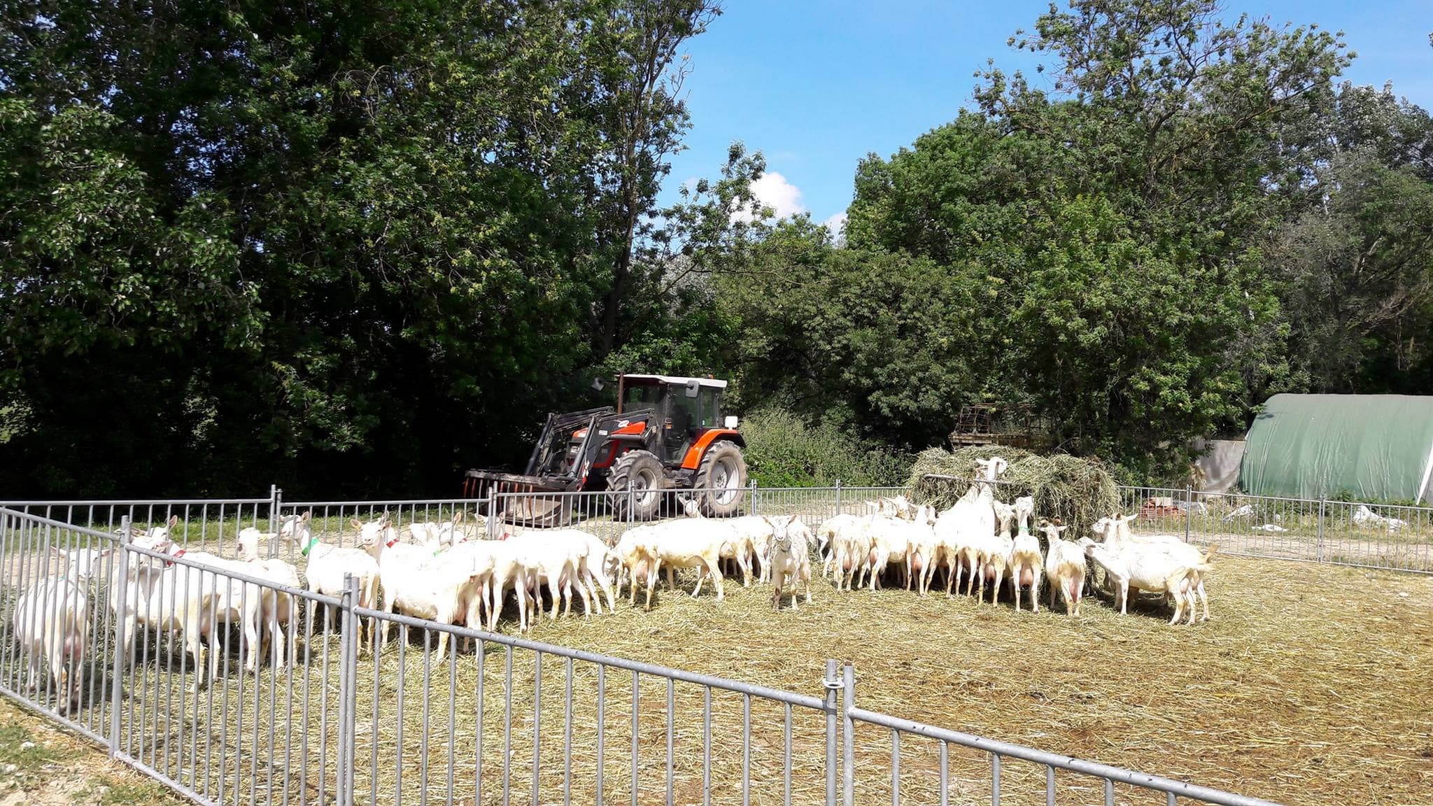La_Fromagerie_des_Alpilles_troupeau