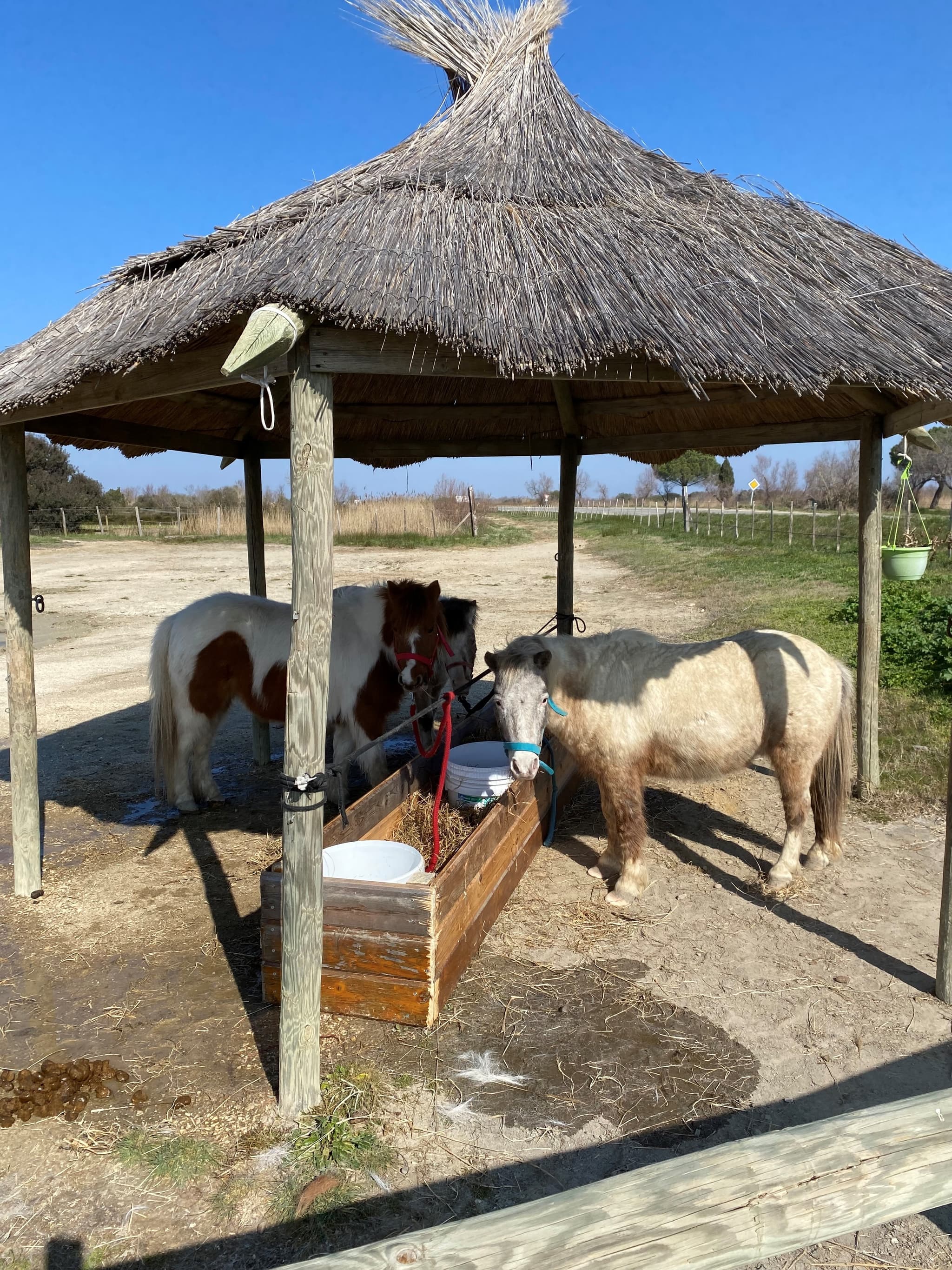 Promenades à cheval - Layalle
