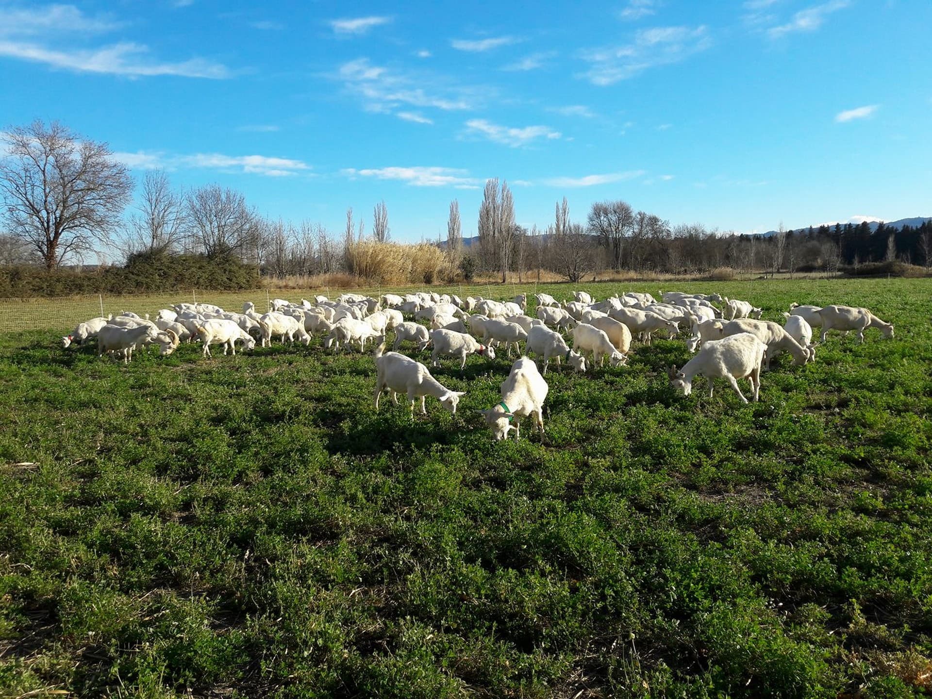 La_Fromagerie_des_Alpilles_troupeau_2
