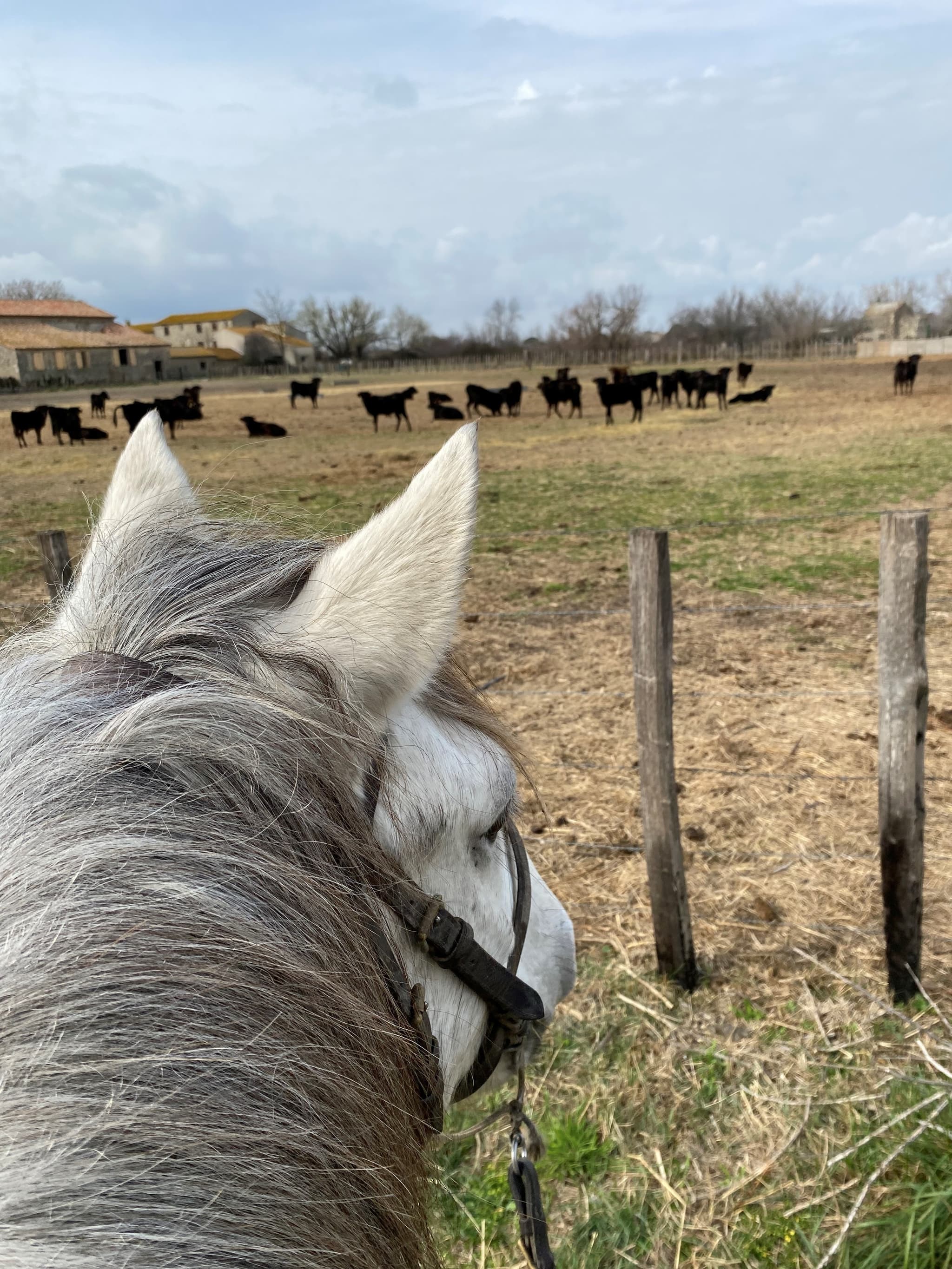 Promenades à cheval - Layalle