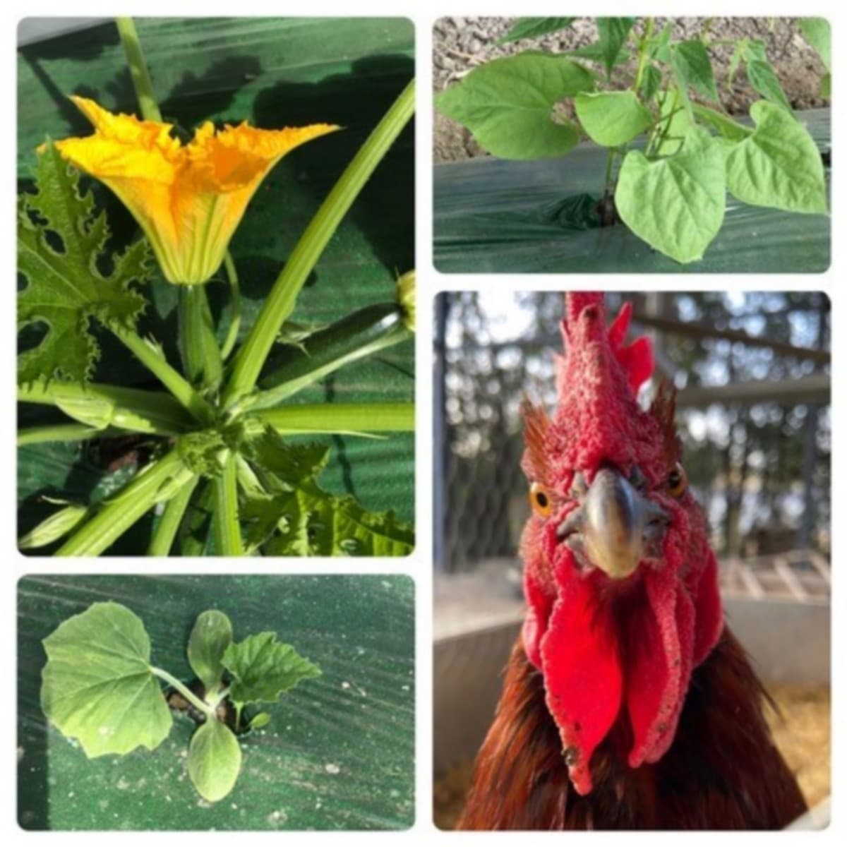 La Petite Ferme Pédagogique coq et fleurs