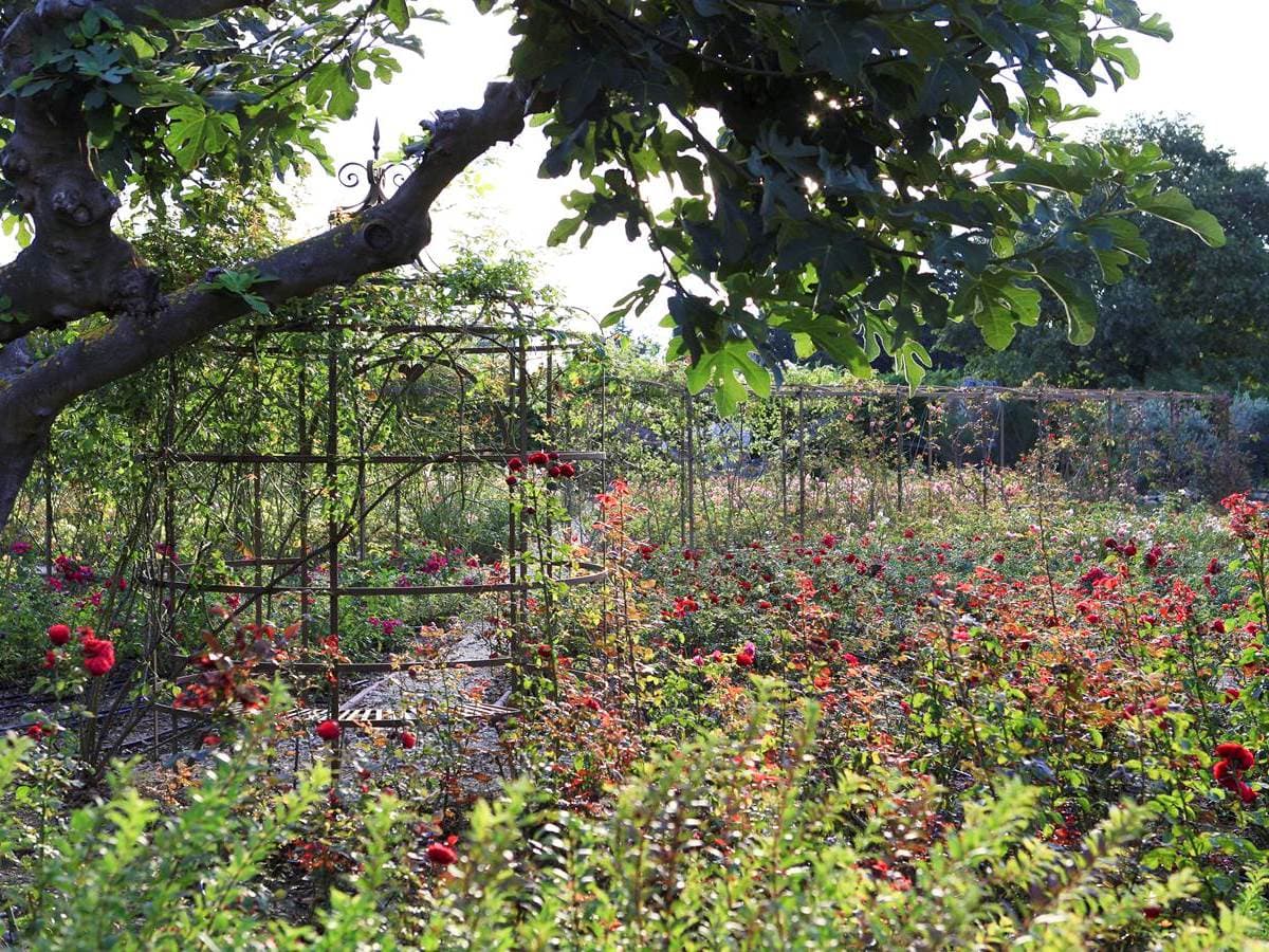 Mas des figues jardin