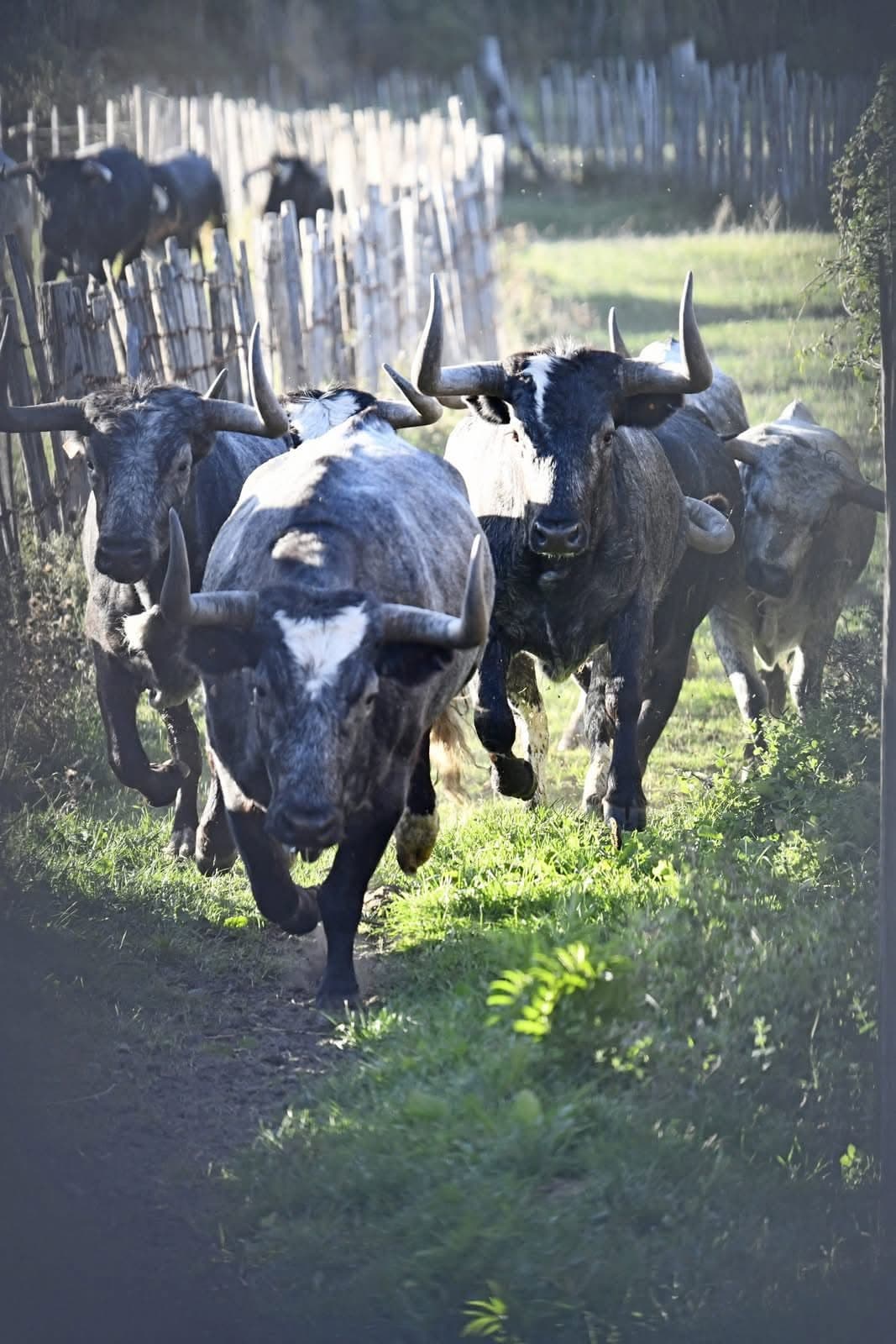 Ganadéria François André : Visites, vente de viande et de charcuterie de la Manade_Maussane-les-Alpilles