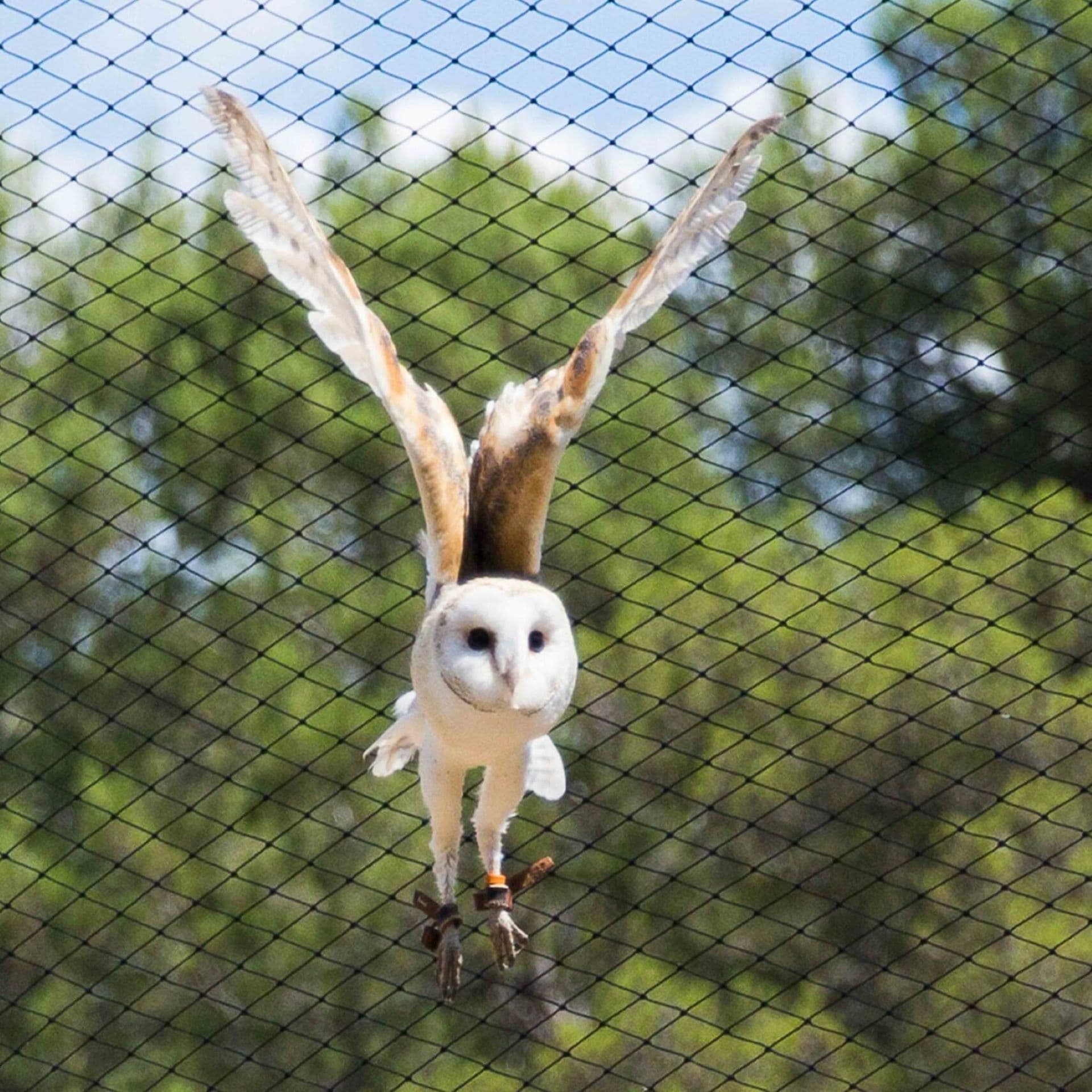 Fauconnerie Aigles de la Sainte-Baume_Cuges-les-Pins