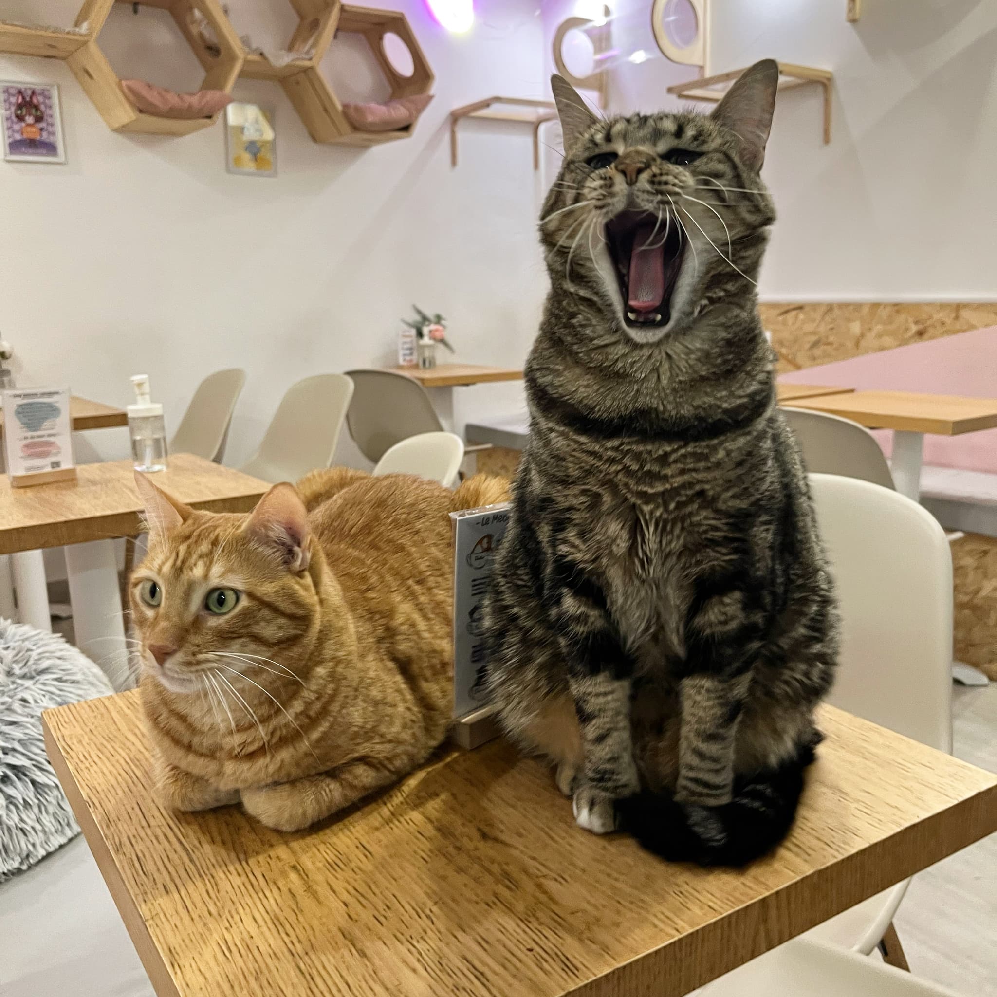Dexter et Olympe