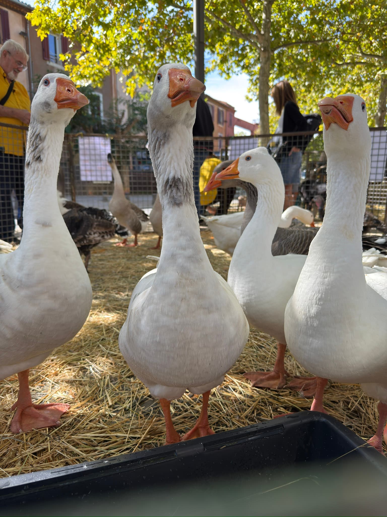 Foire agricole de la Saint-Michel_Gardanne