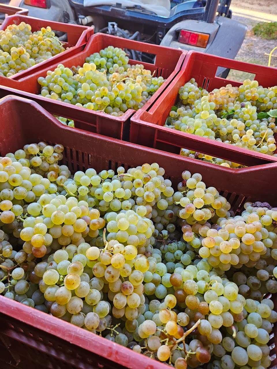 Villa Minna Vineyard
