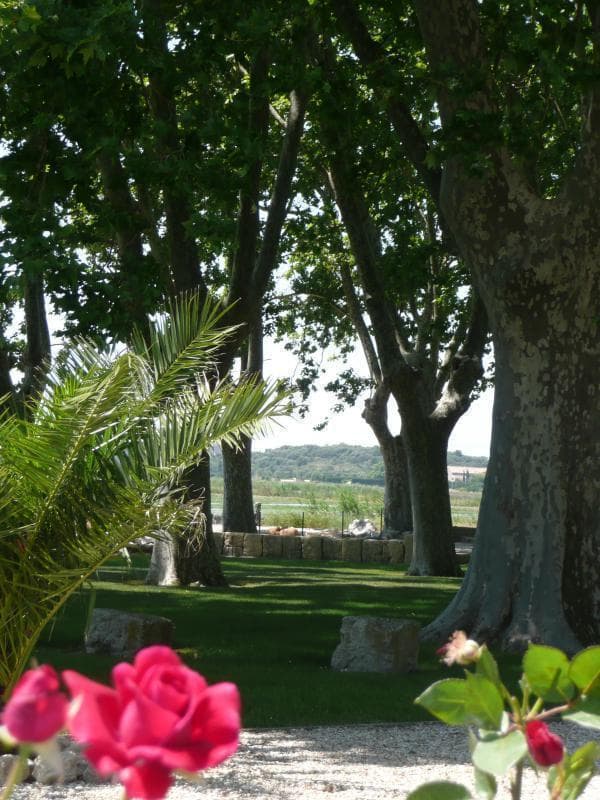 Lavande