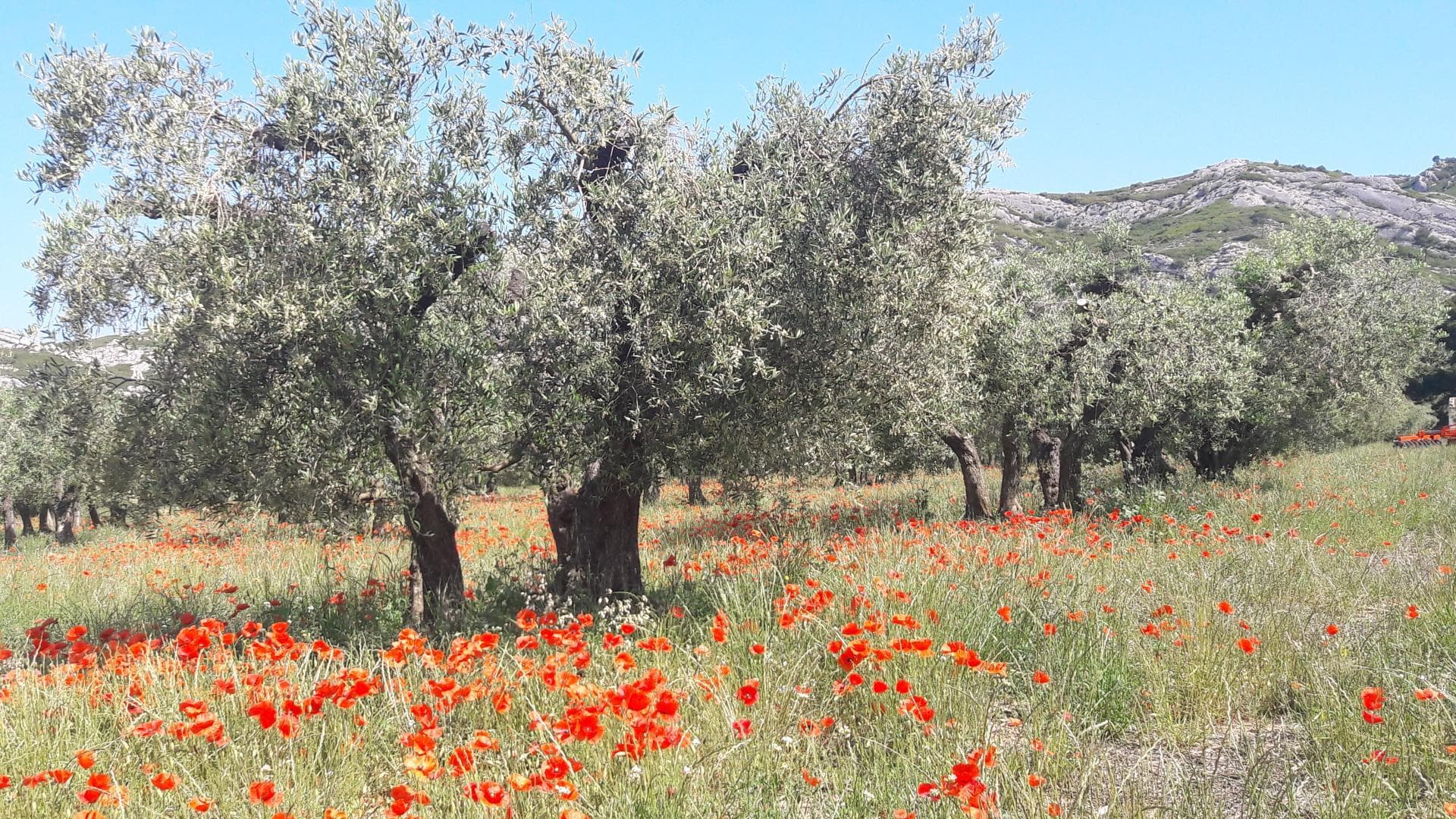 Le Mas Saint Roman - La pichoulino