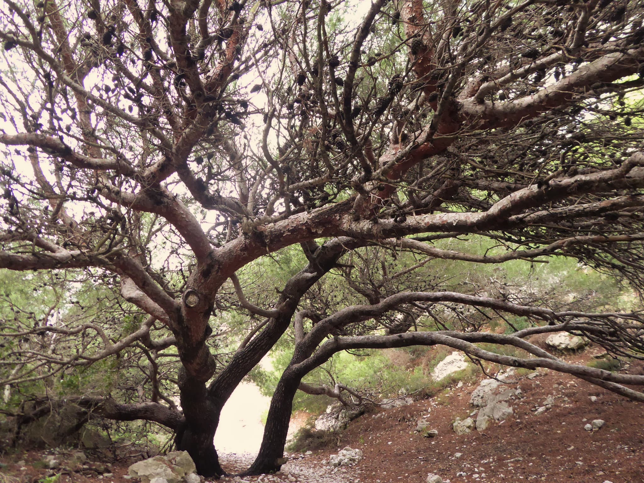 Pinède dans les calanques