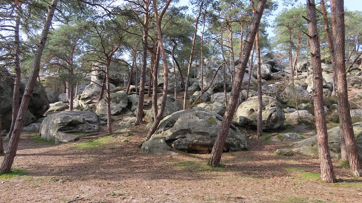 Pinède Saint Léon