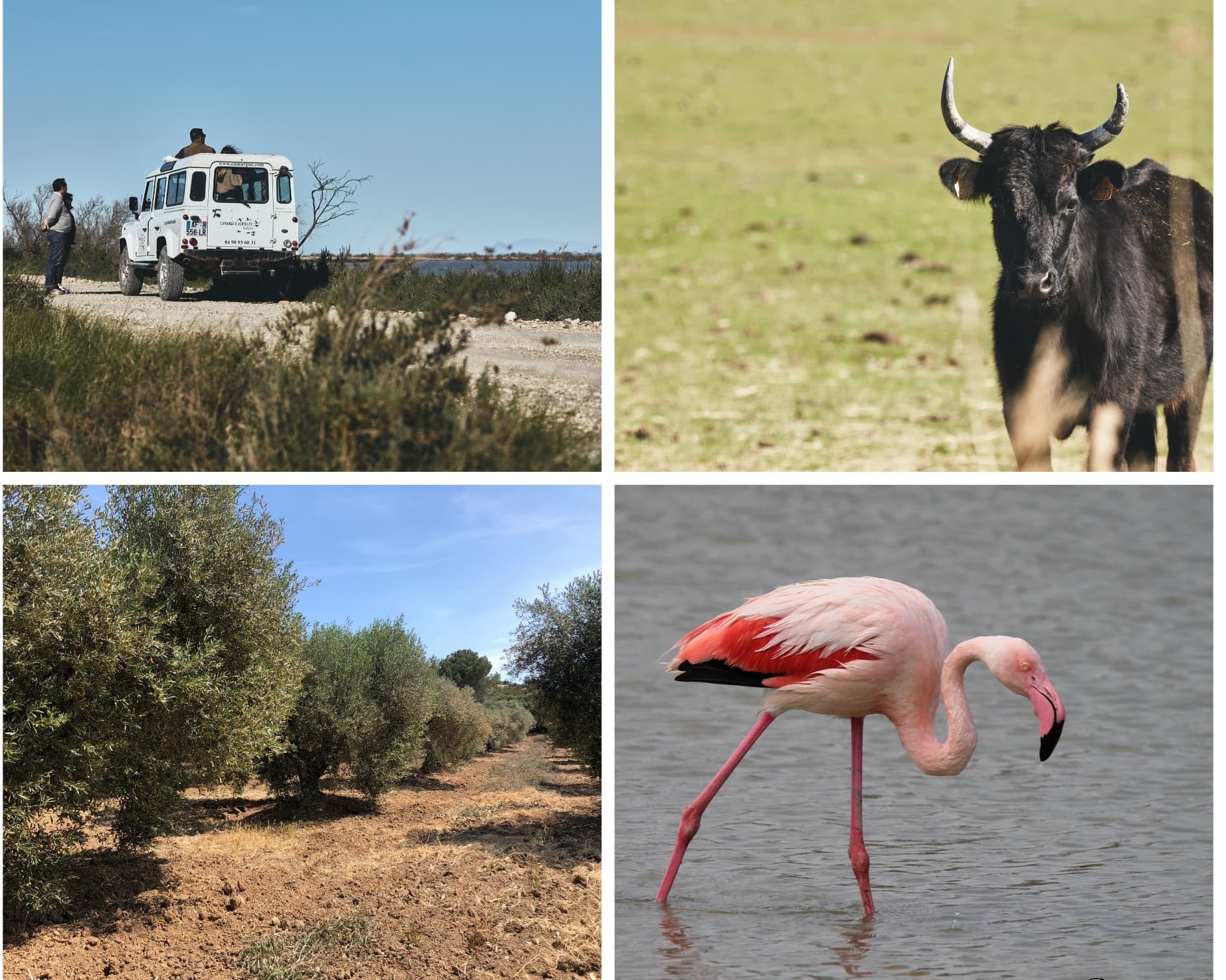 Camargue-Alpilles Safaris